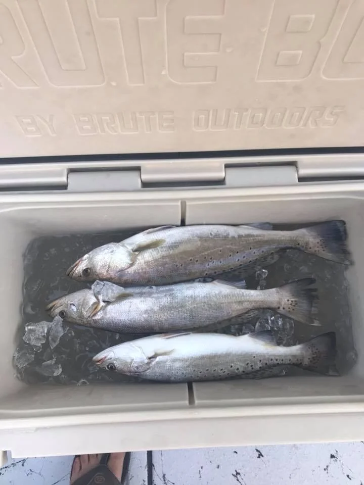 Speckled Trout Fishing in Galveston, Texas