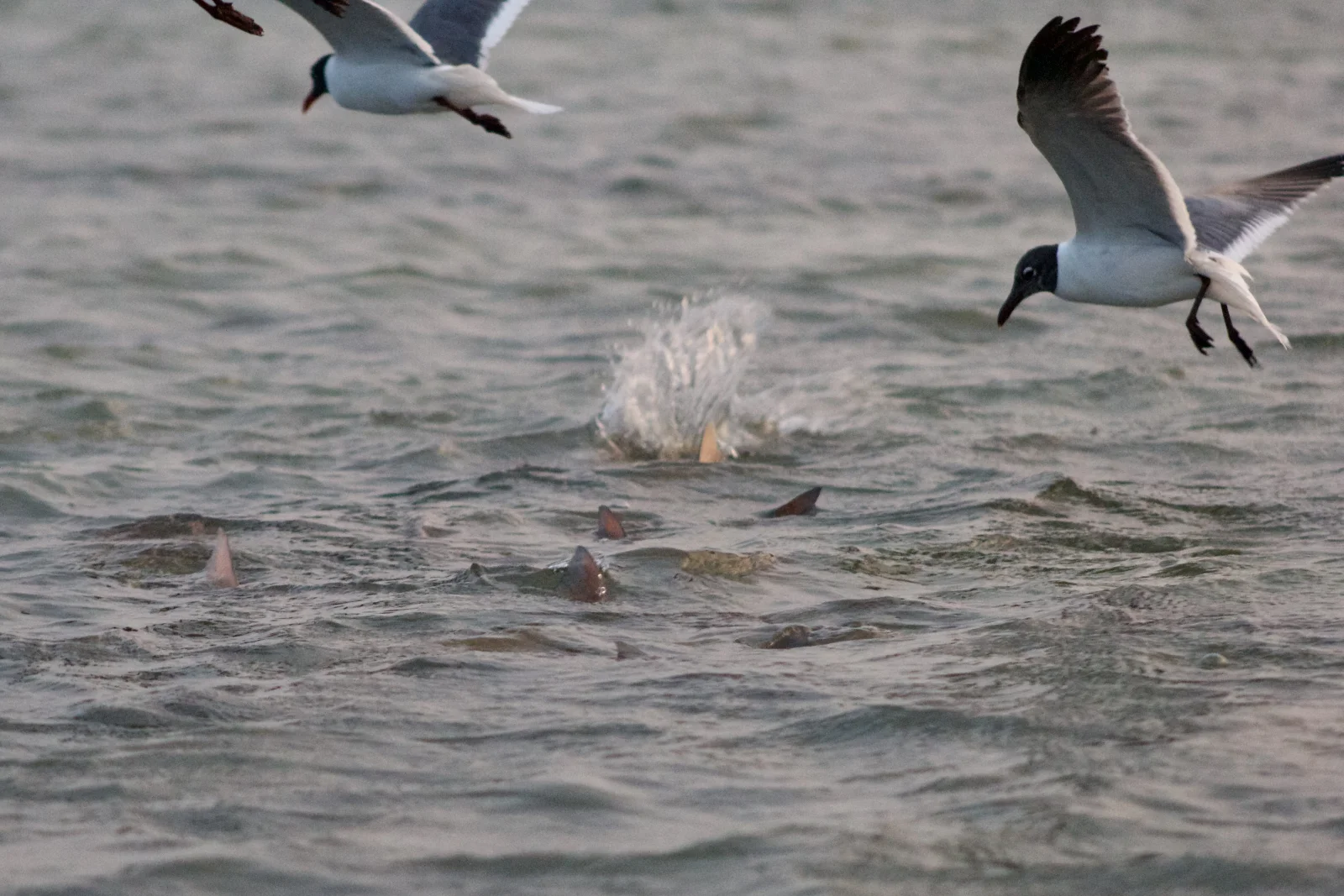 Laguna Madre Flats Fly/Light Tackle