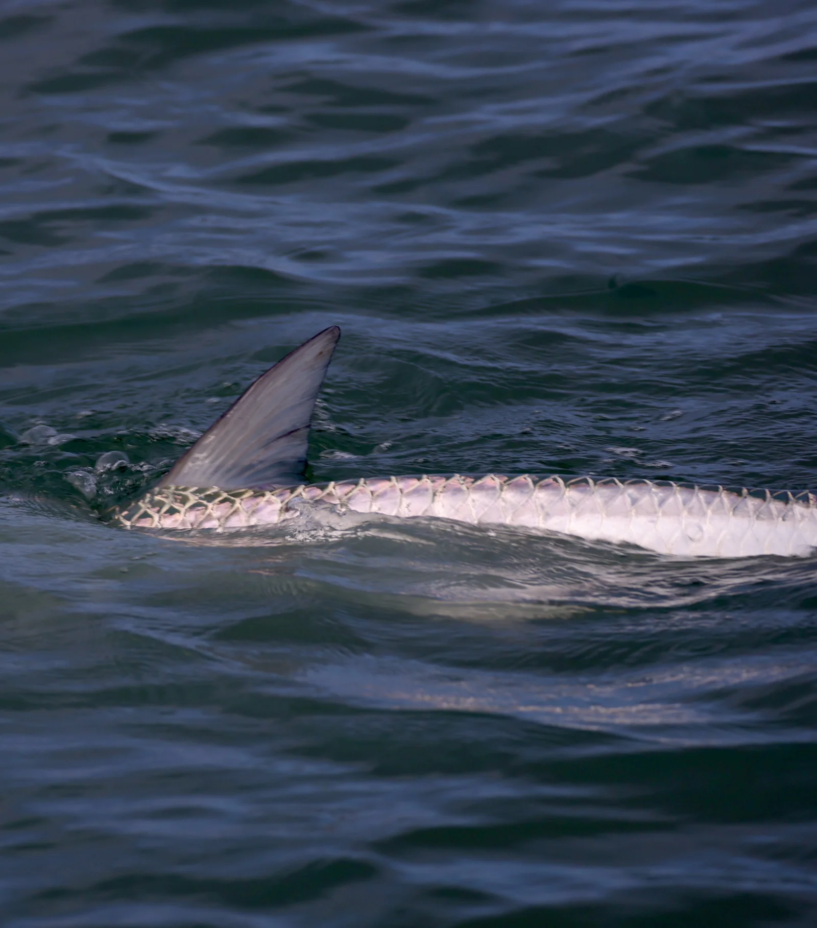 Laguna Madre Flats Fly/Light Tackle