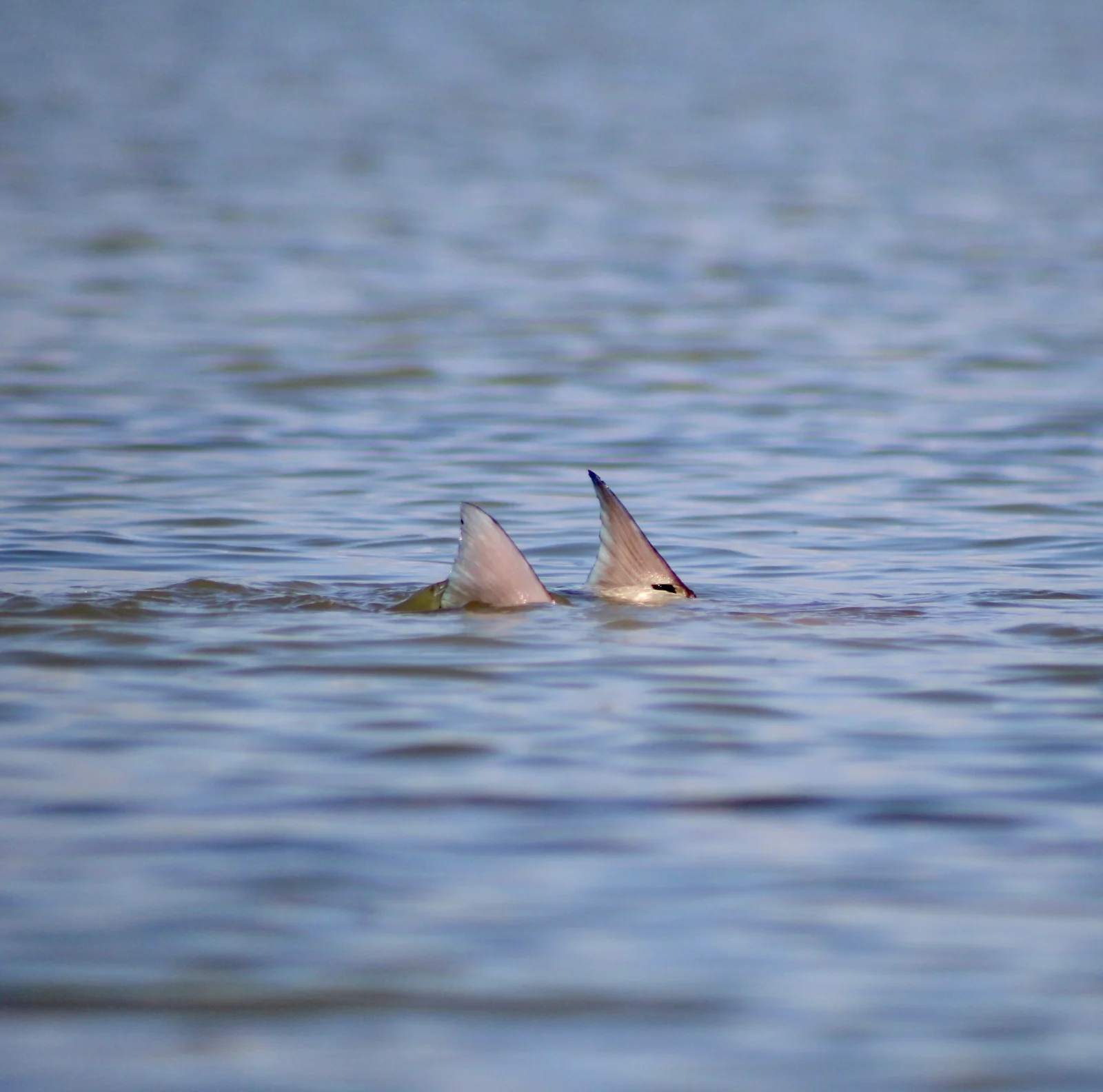 Laguna Madre Flats Fly/Light Tackle