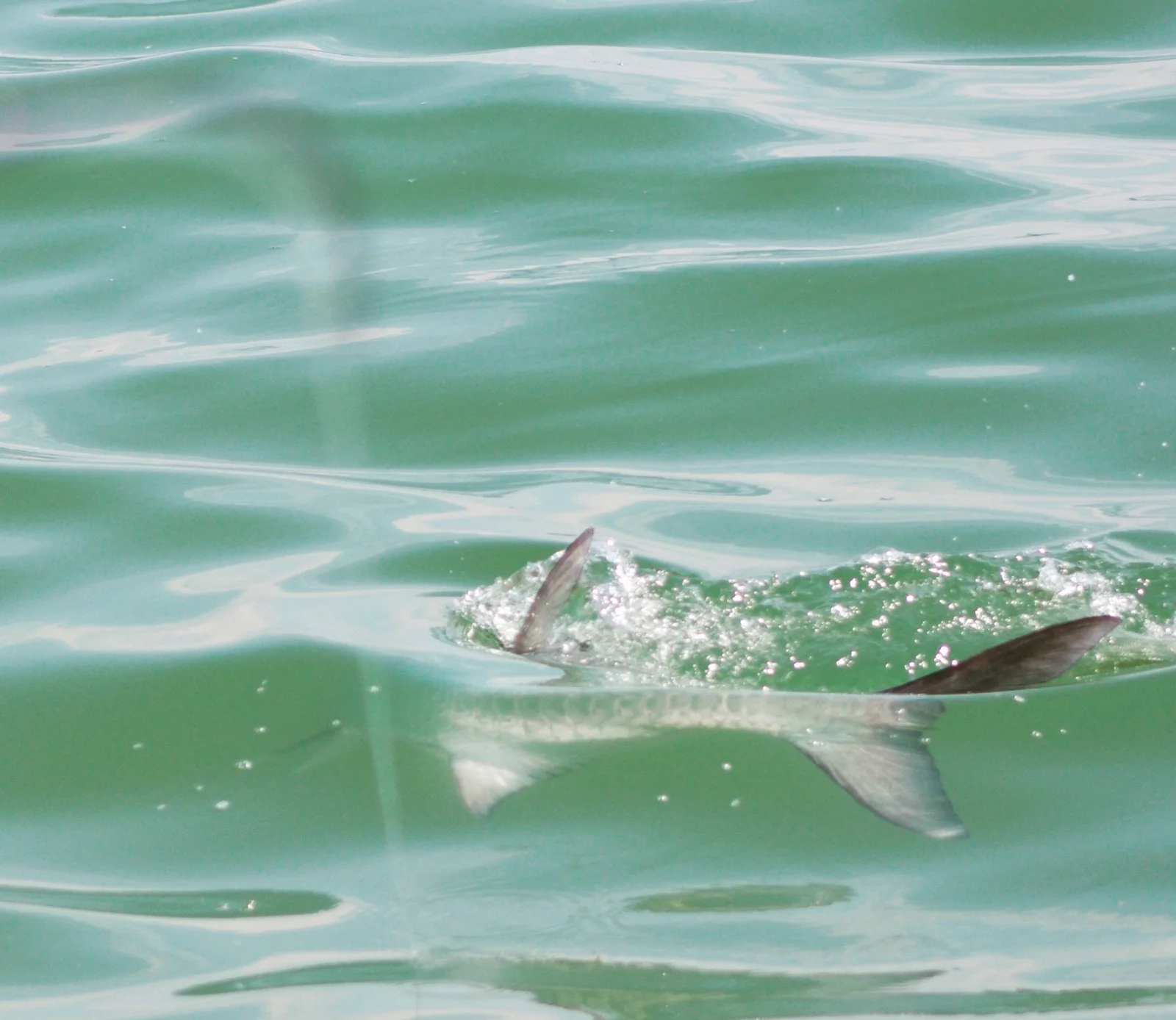 Laguna Madre Flats Fly/Light Tackle