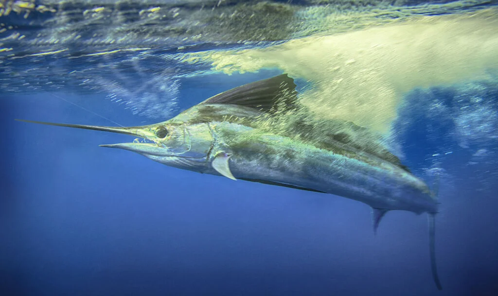 Luxury Offshore Trolling, Kite Fishing, and Bottom Fishing