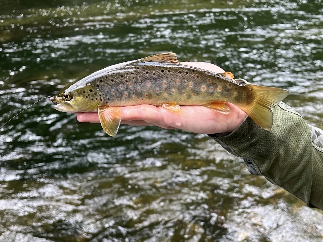 Trophy trout fly fishing experience