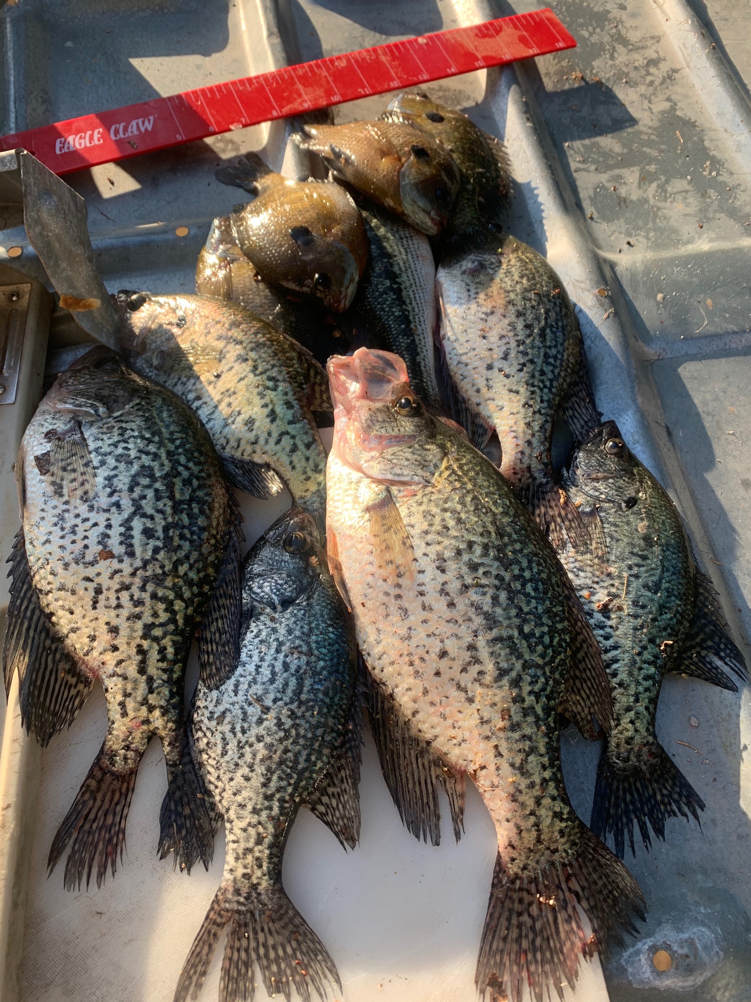 Rogers Arkansas Fishing Trips