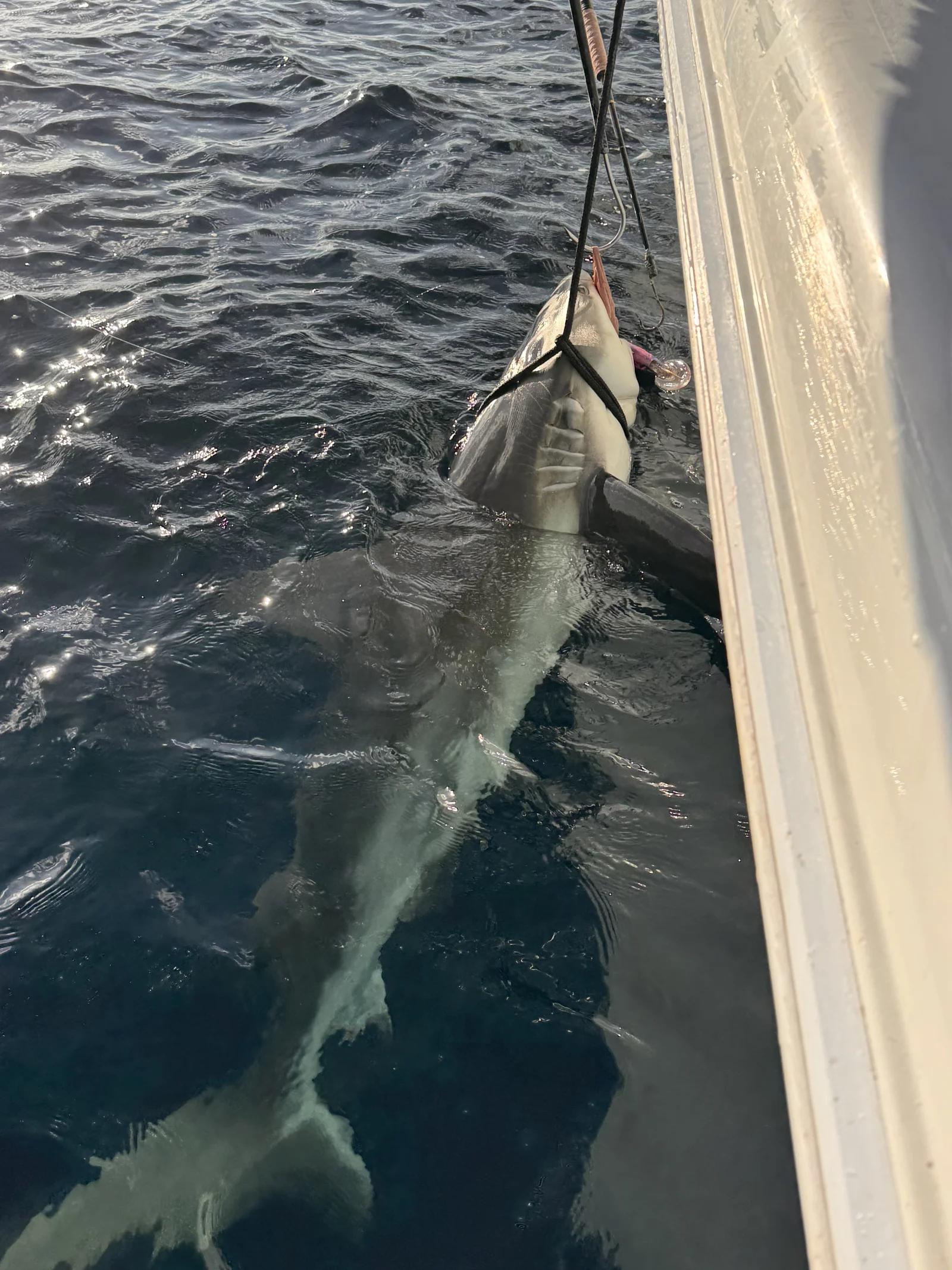 Shark hunt