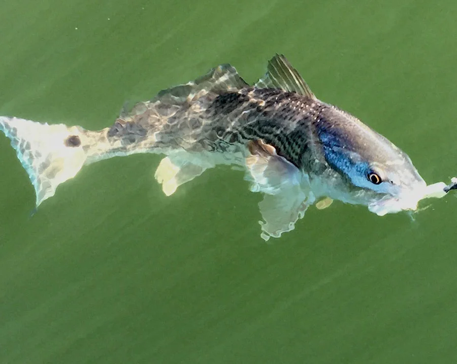 St. Augustine Inshore Trip