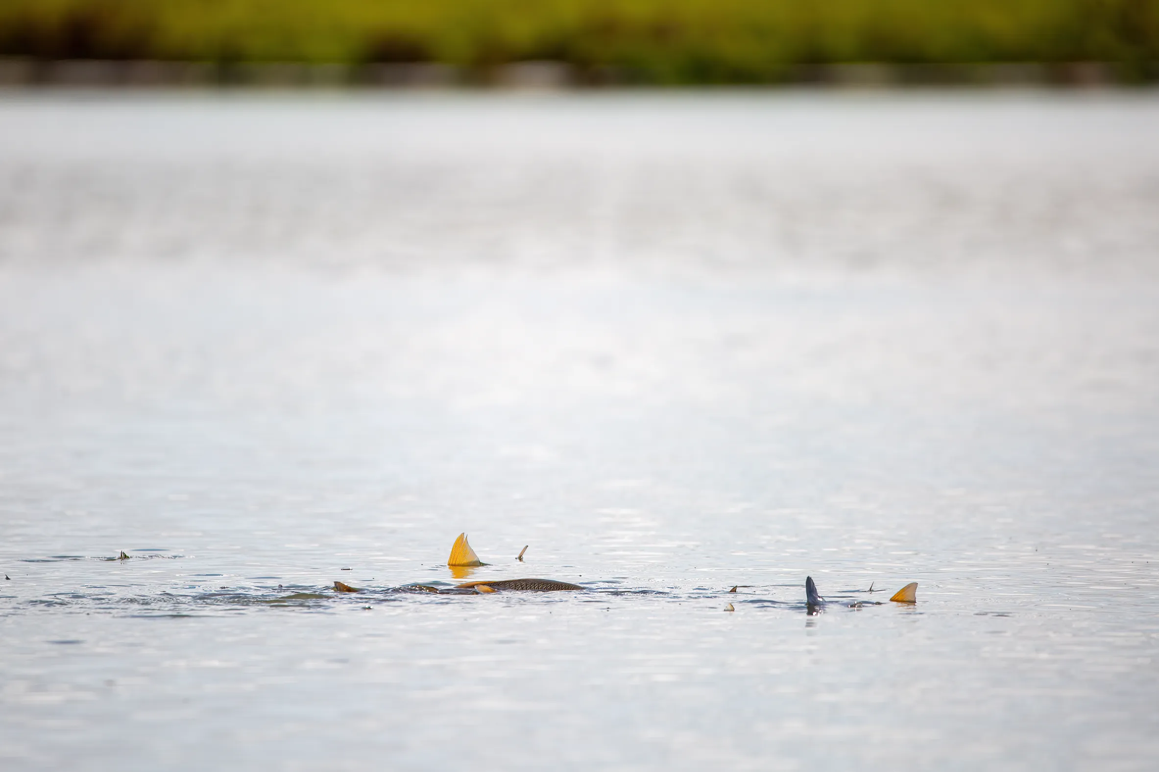 Fly fish for Redfish