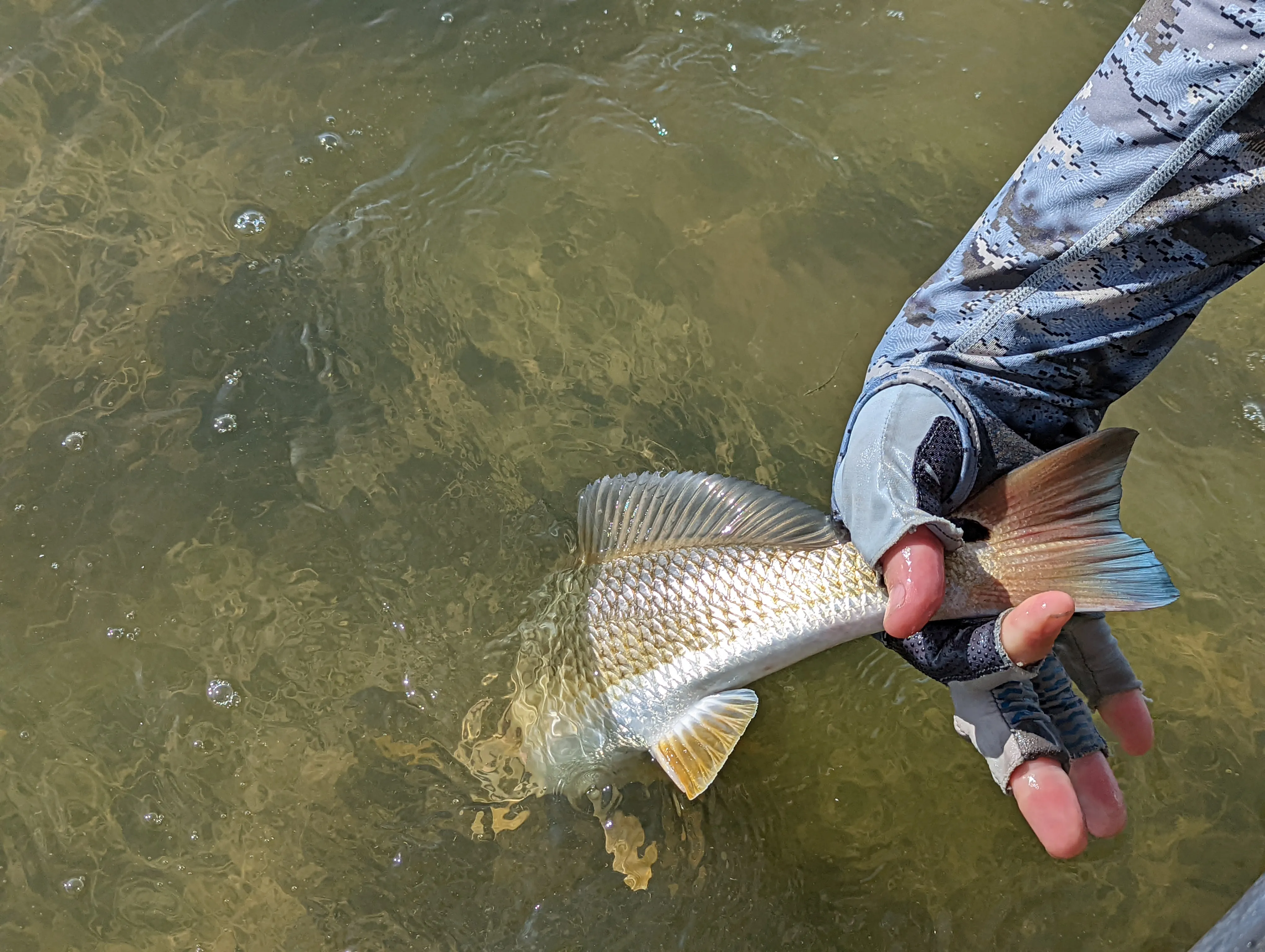 Fly fish for Redfish