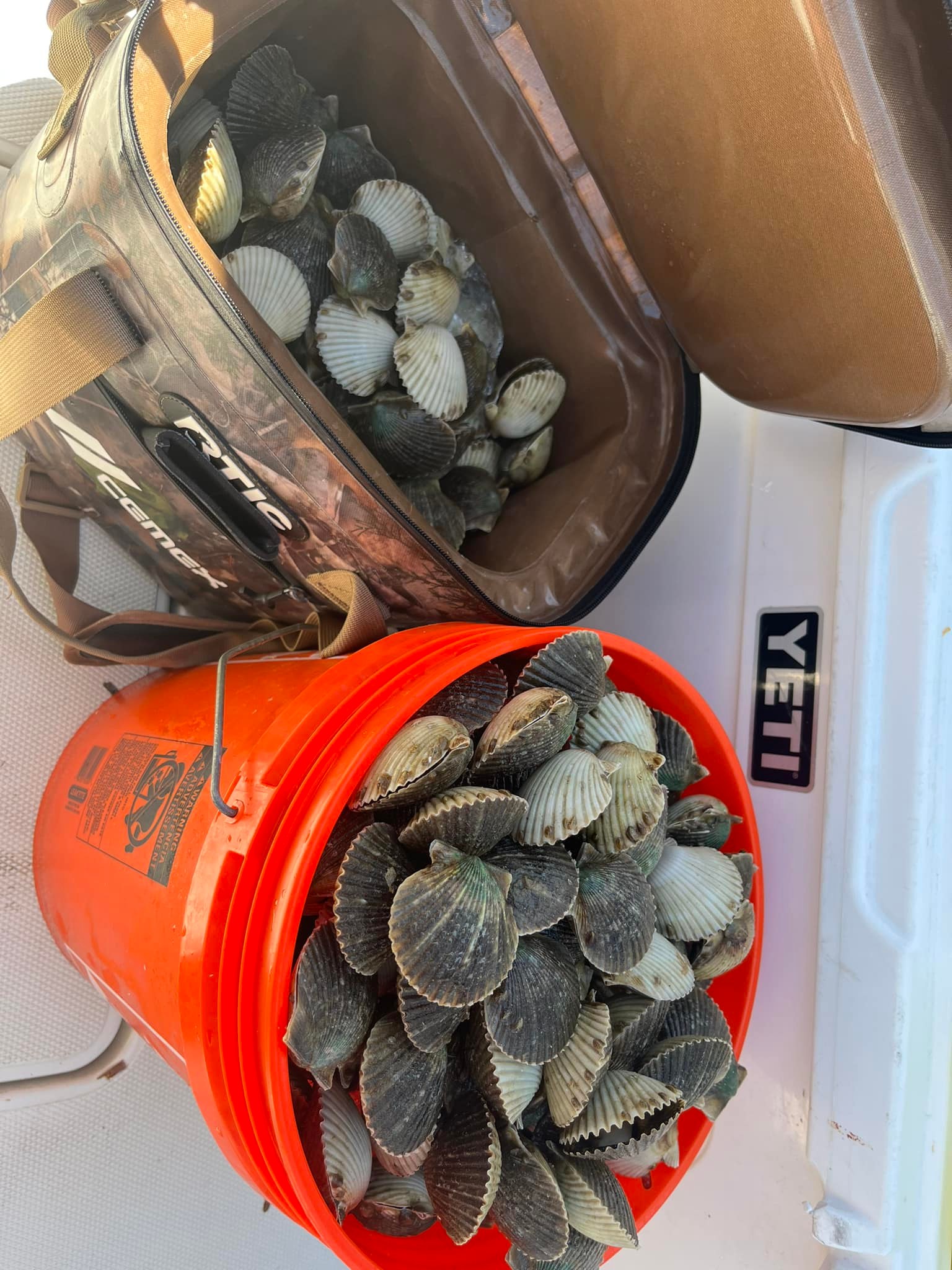 Half Day Trip – Scallop