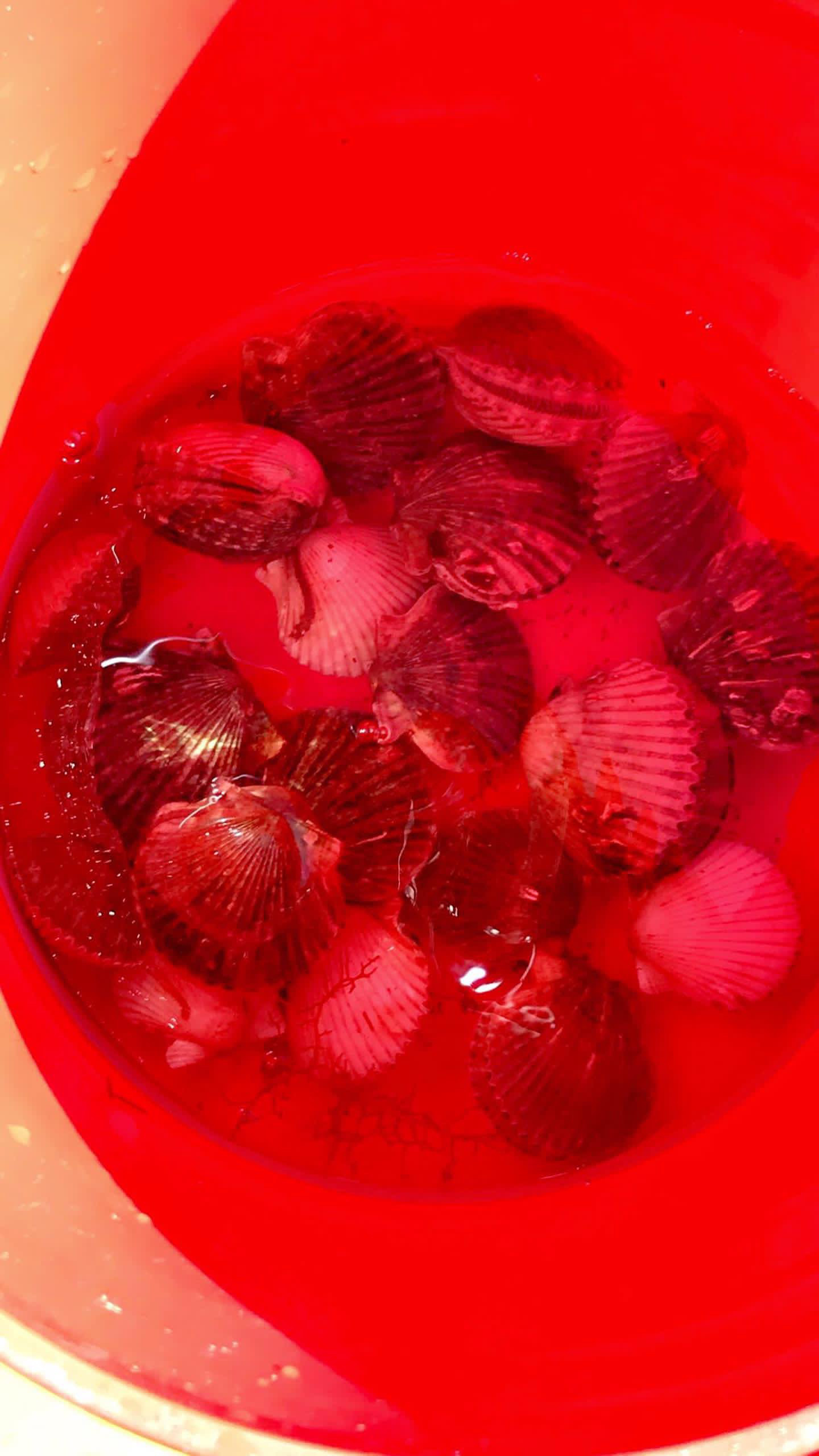 Scalloping Trip