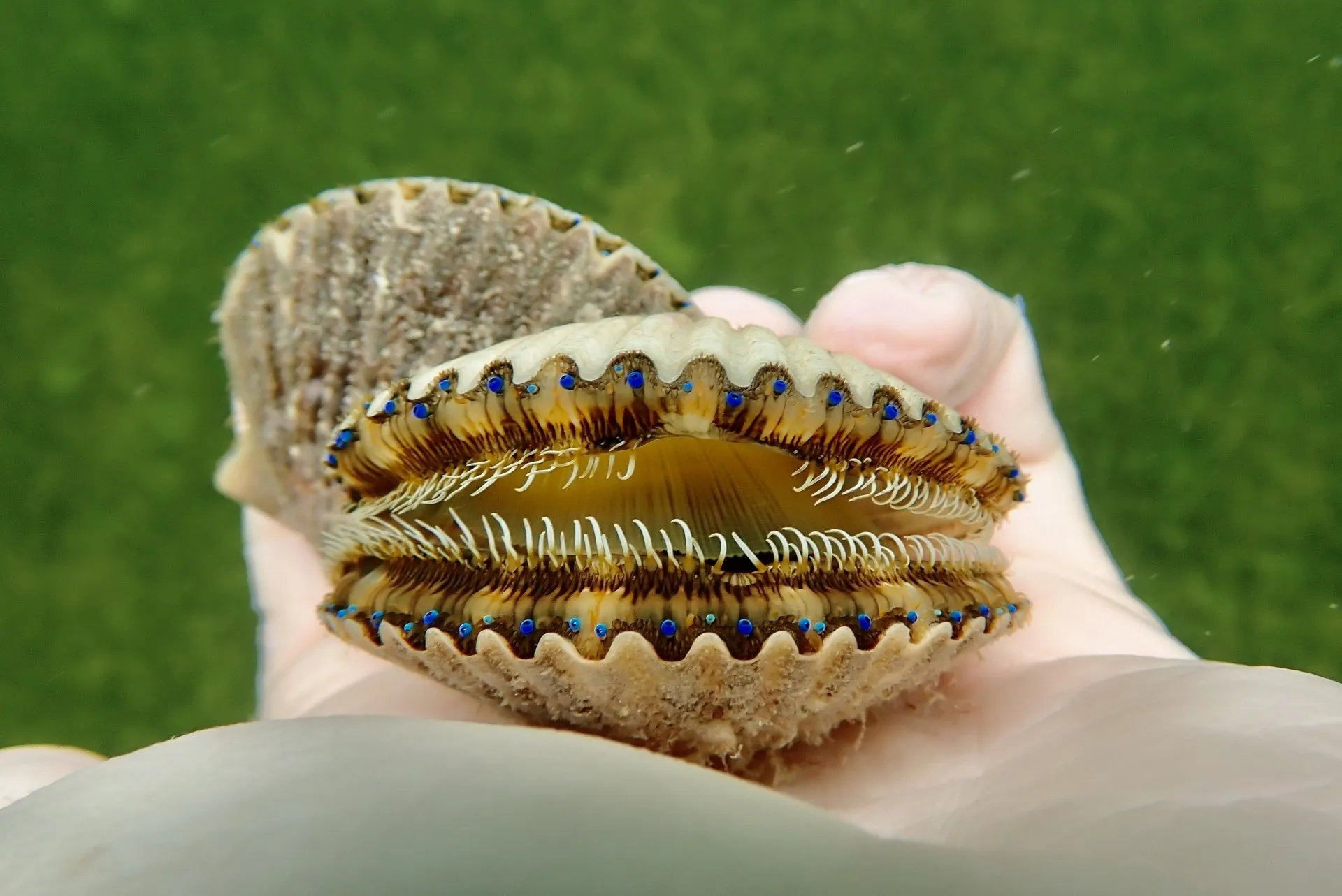 Scalloping Trip