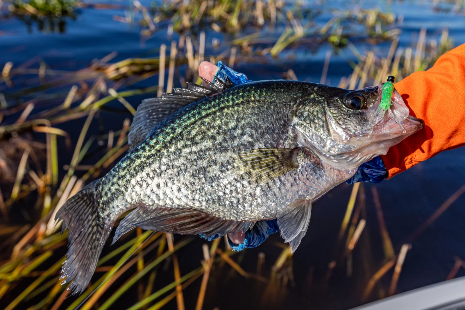 Okeechobee
