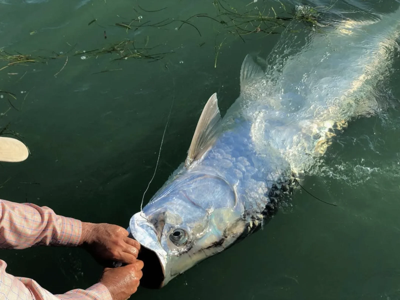 Boca Tarpon Trip 