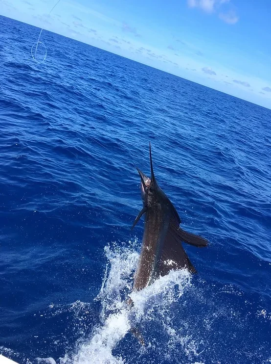 Offshore Fishing Trip