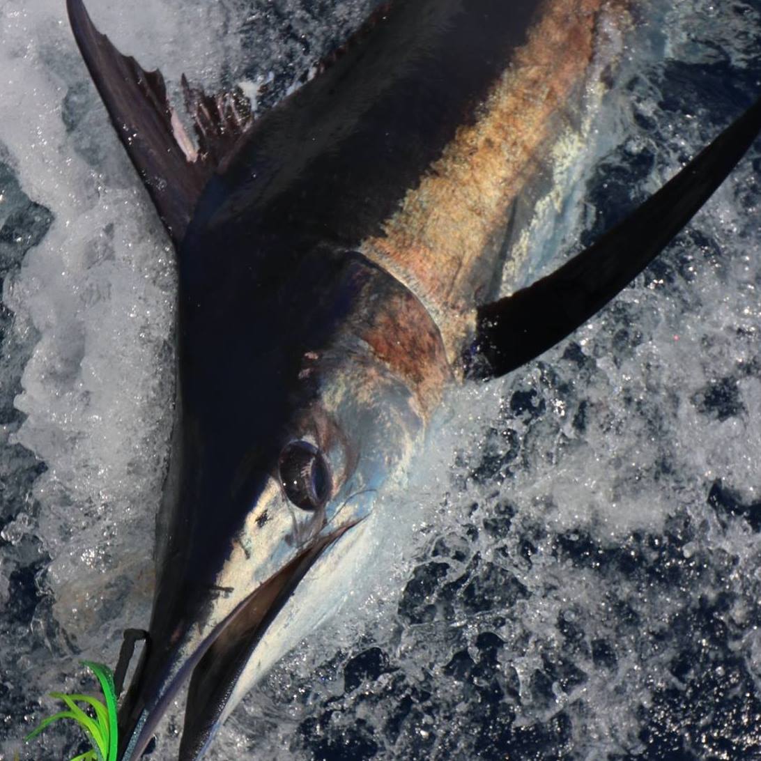 Offshore Fishing Trip
