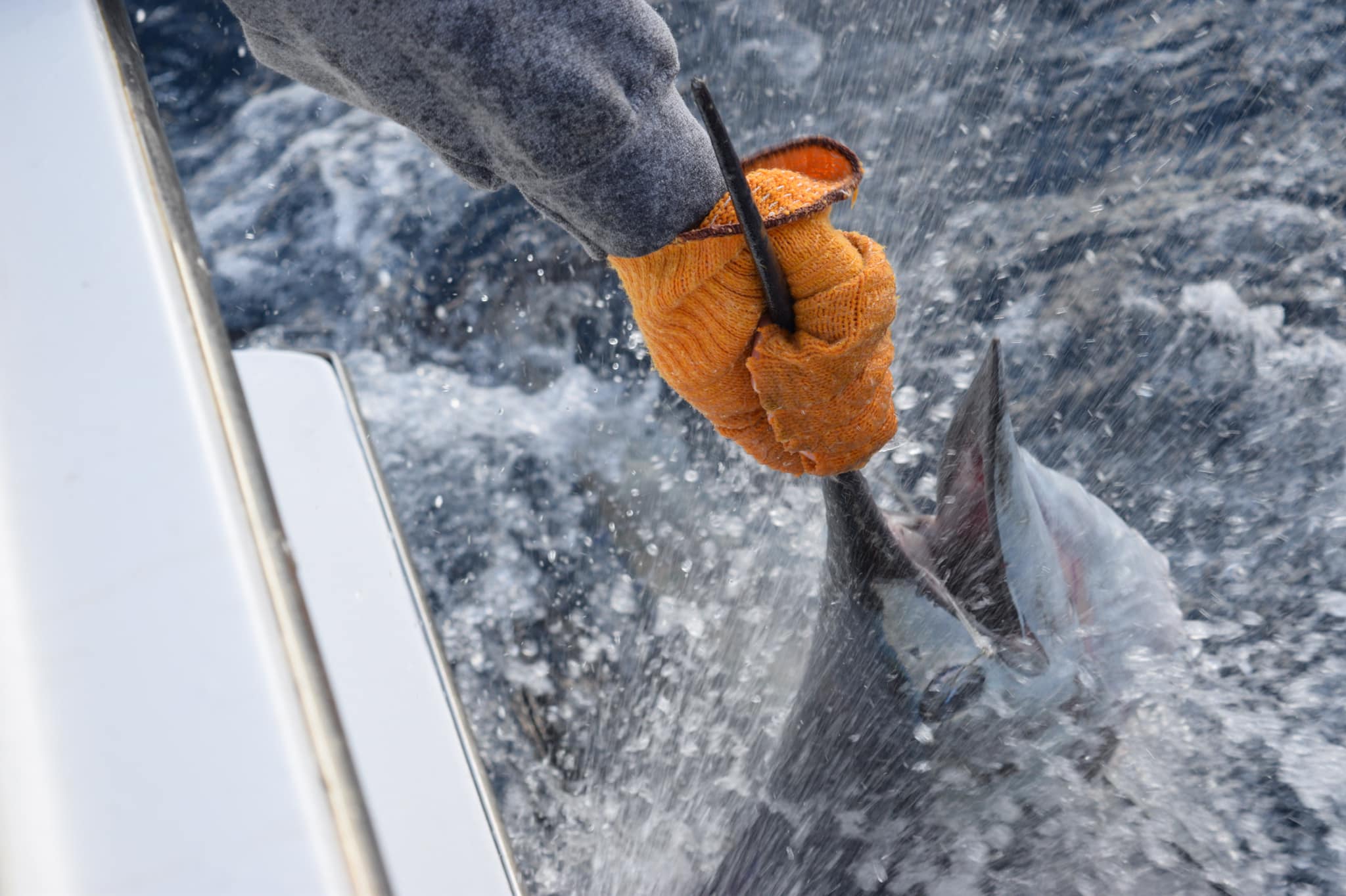 Offshore Fishing Trip