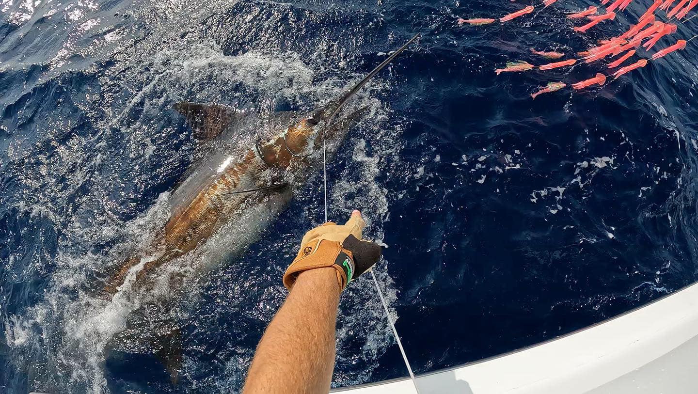 Offshore Fishing Trip