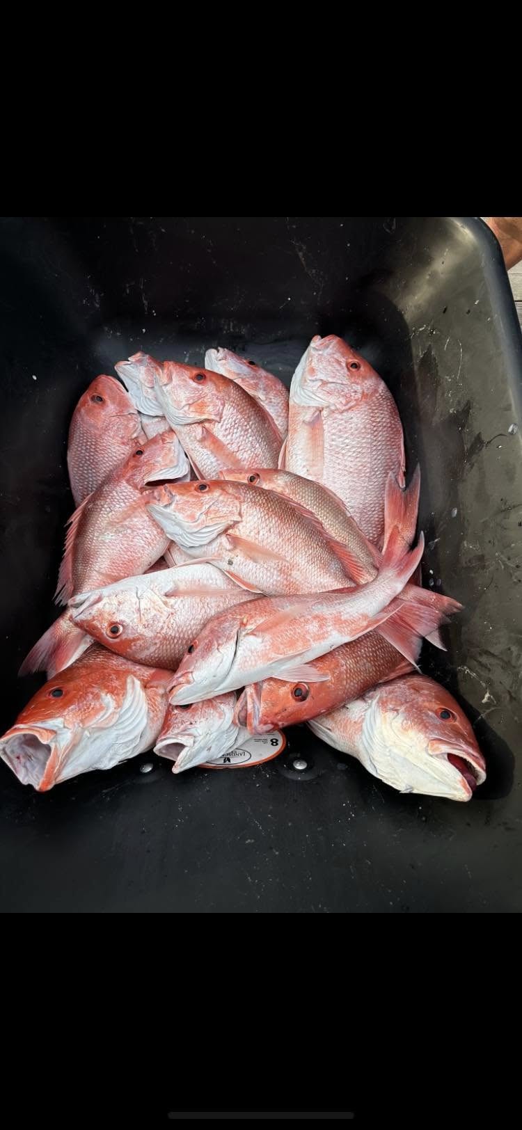Louisiana Snapper Trip