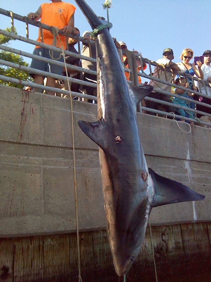 Shark Boss Special