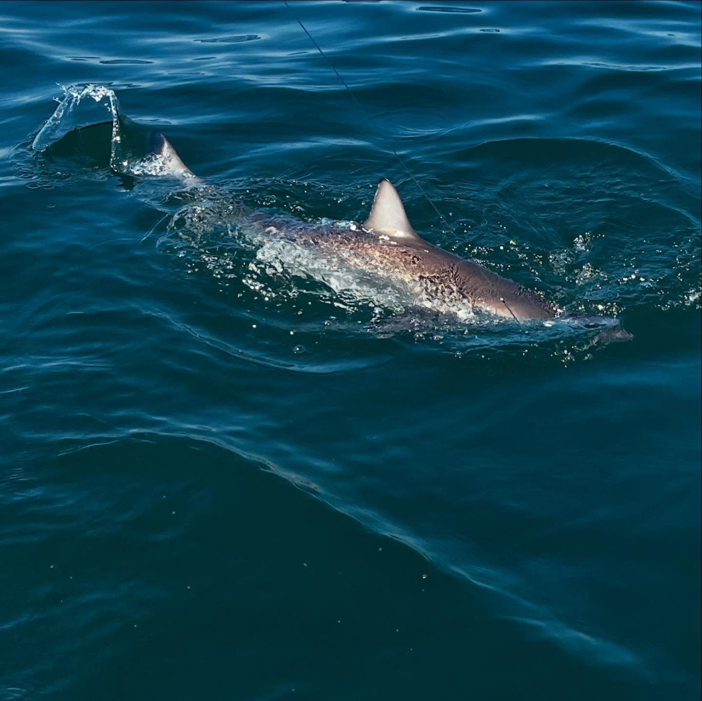 Shark Boss Special