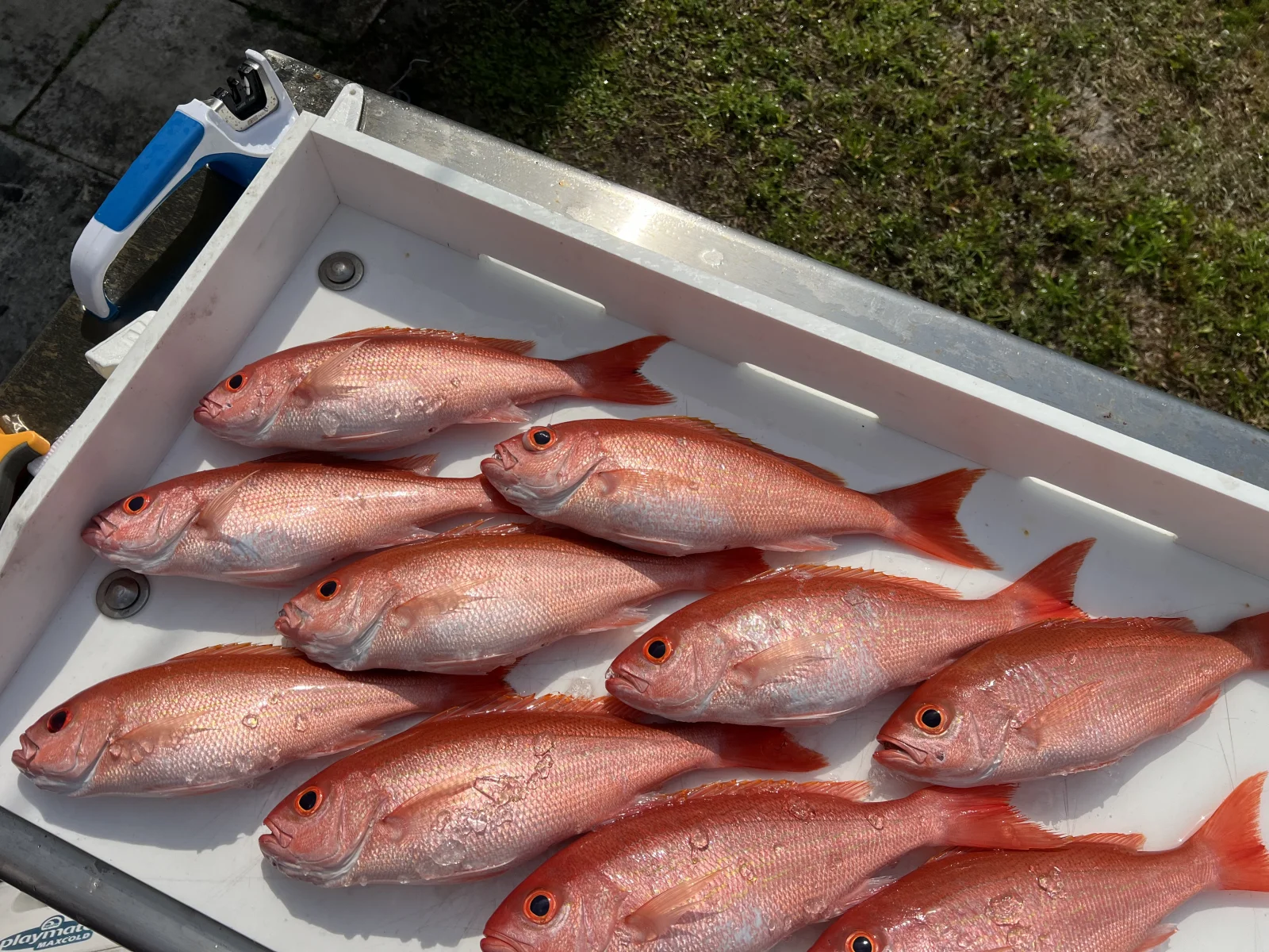 Offshore Bluewater Adventure 