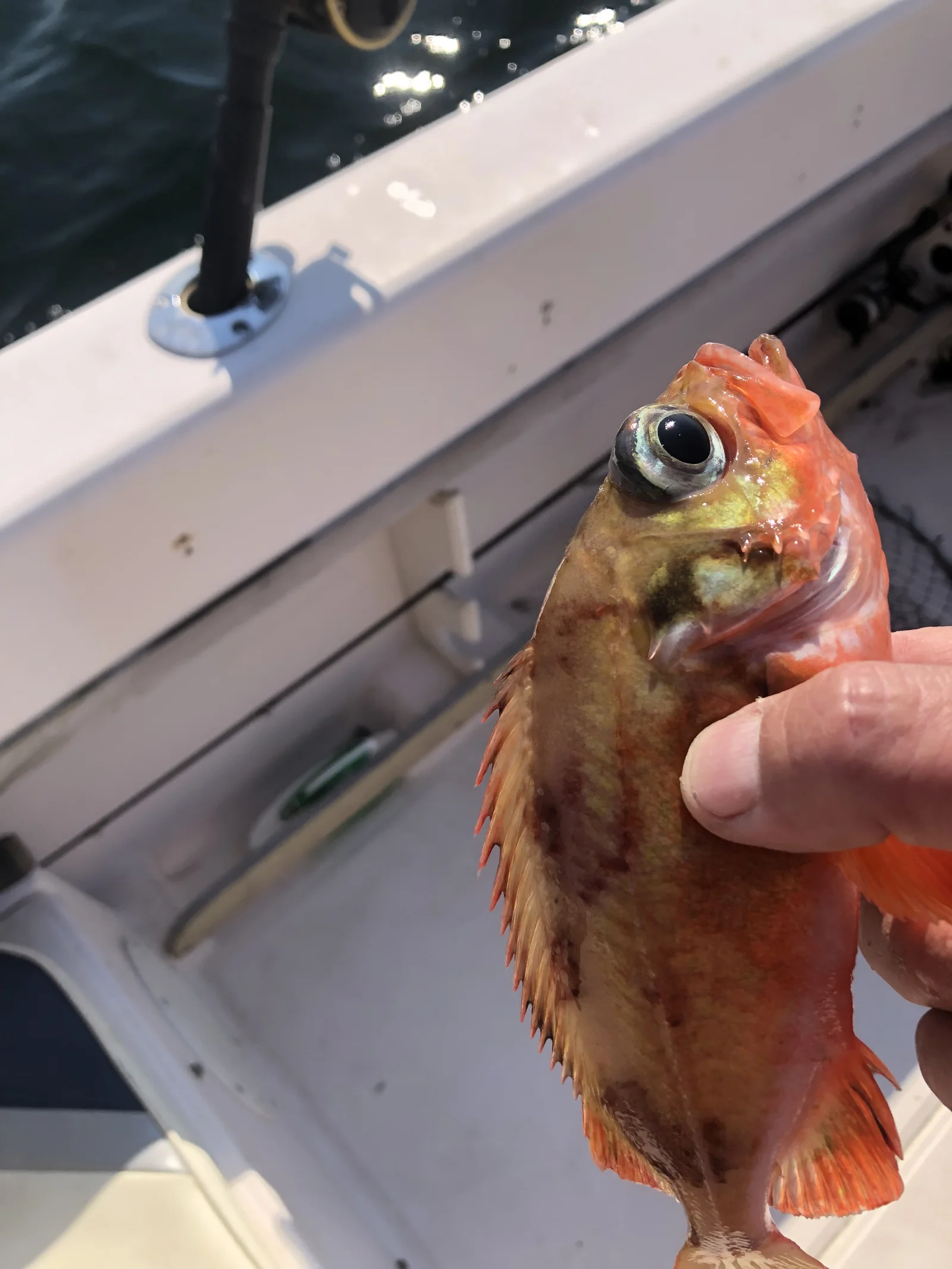 Cod, Cunner and bottom dwellers 