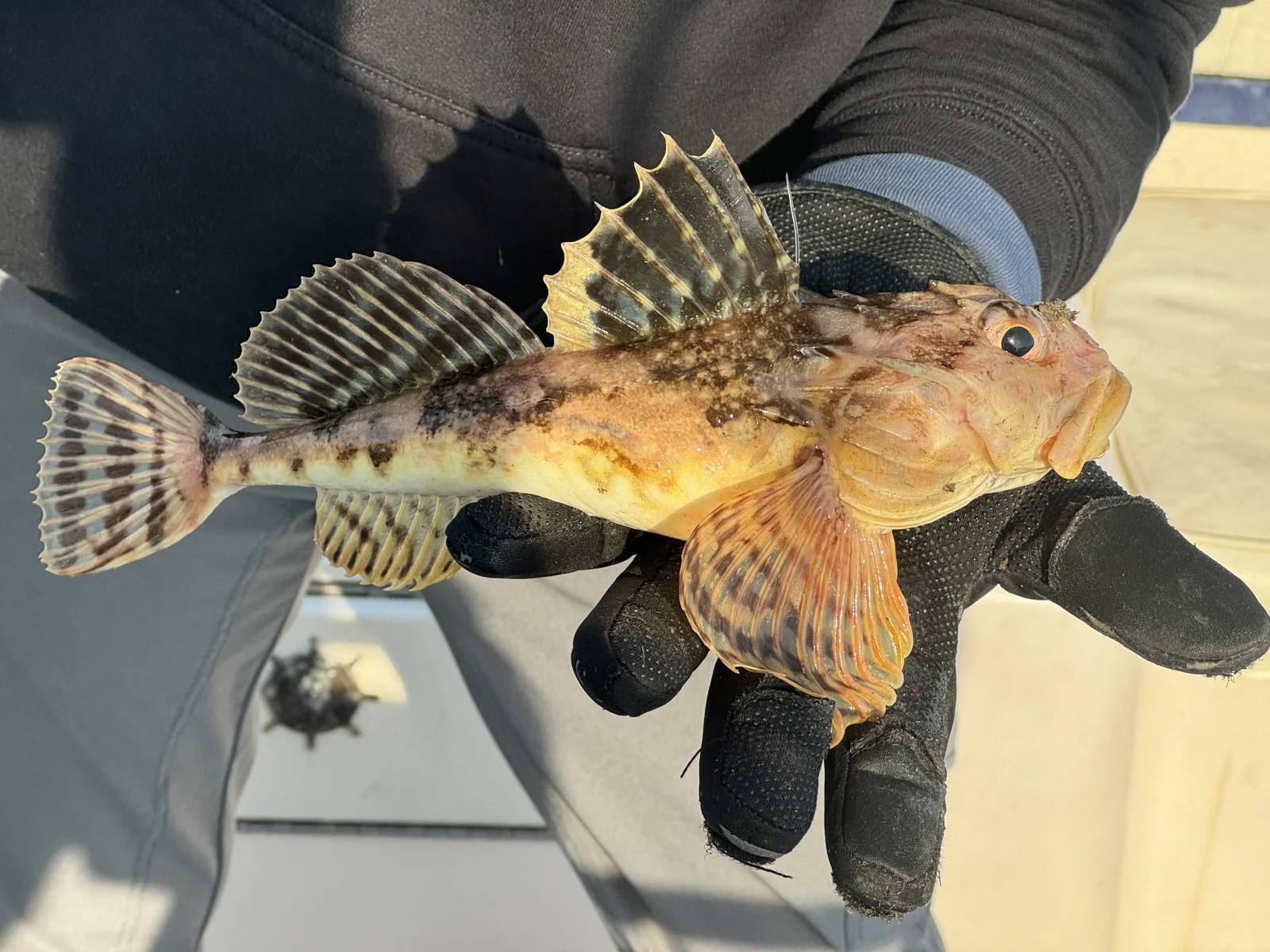 Cod, Cunner and bottom dwellers 
