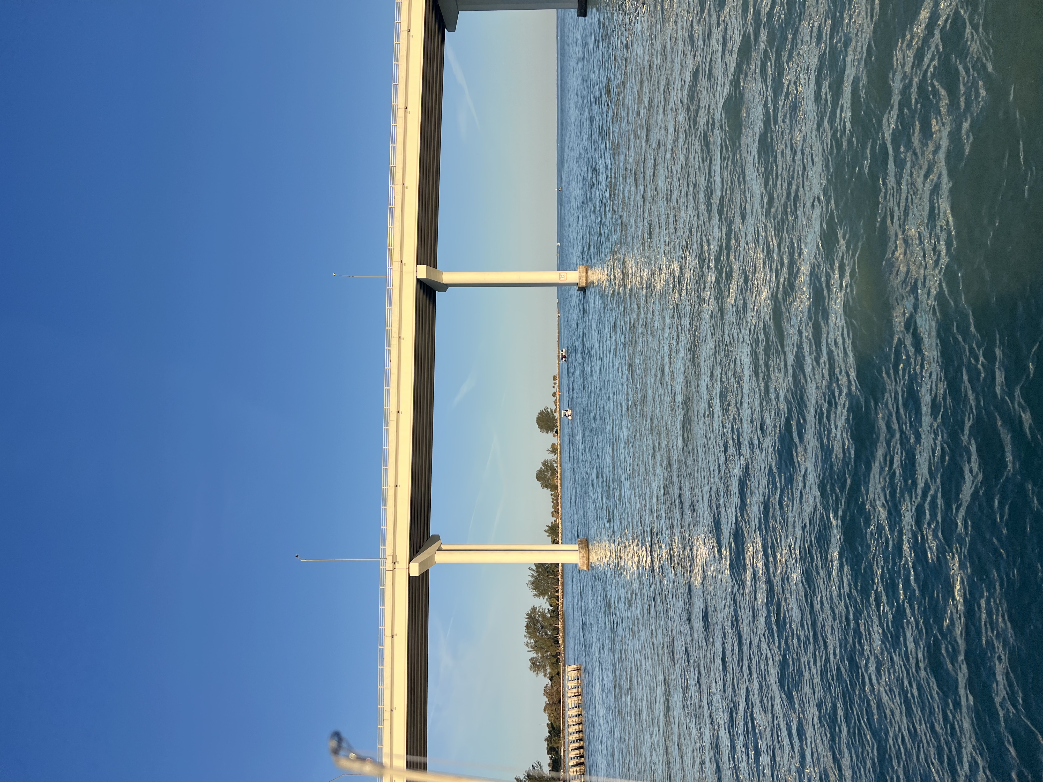 Dolphin and shark cruise