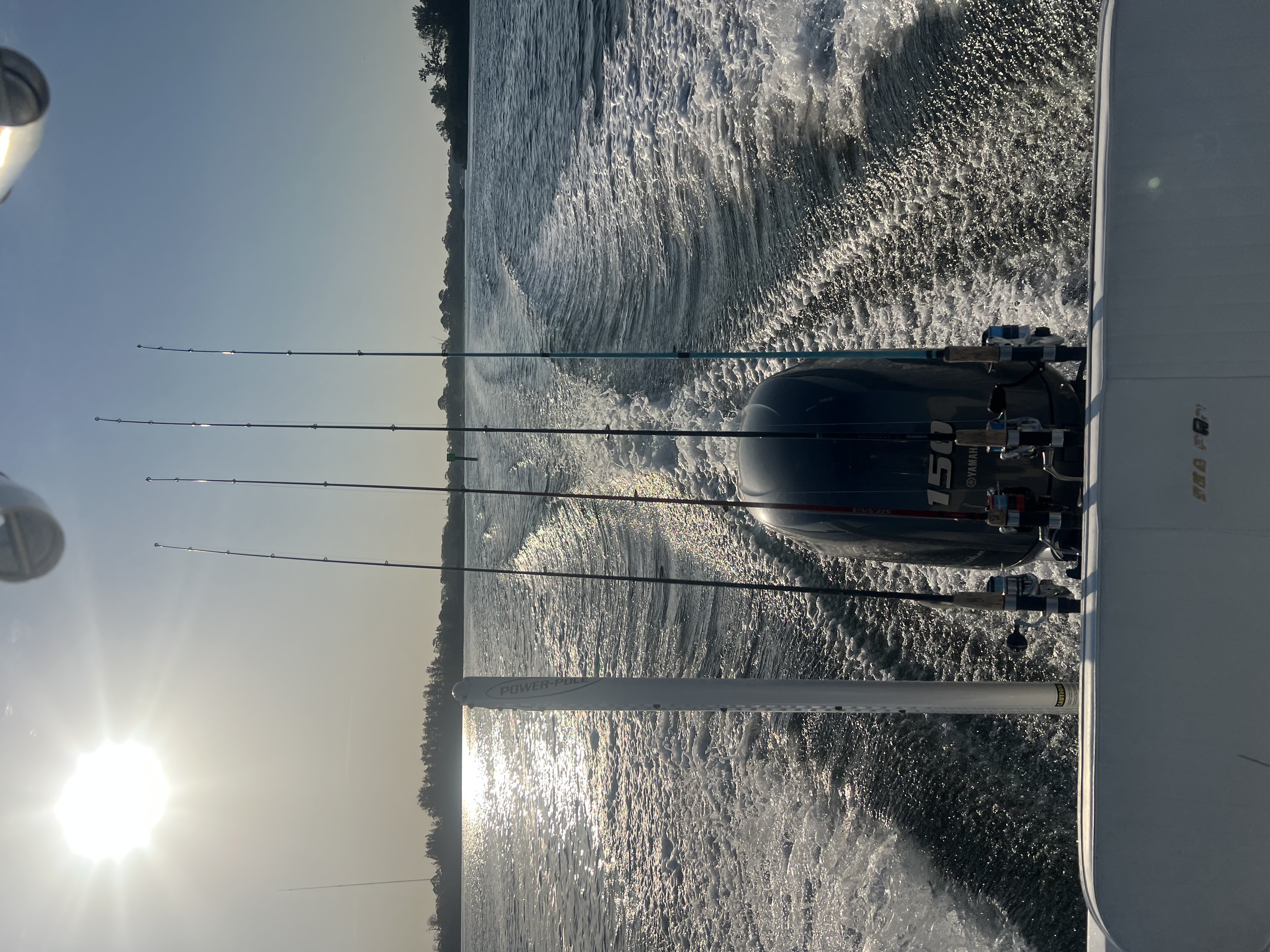Dolphin and shark cruise