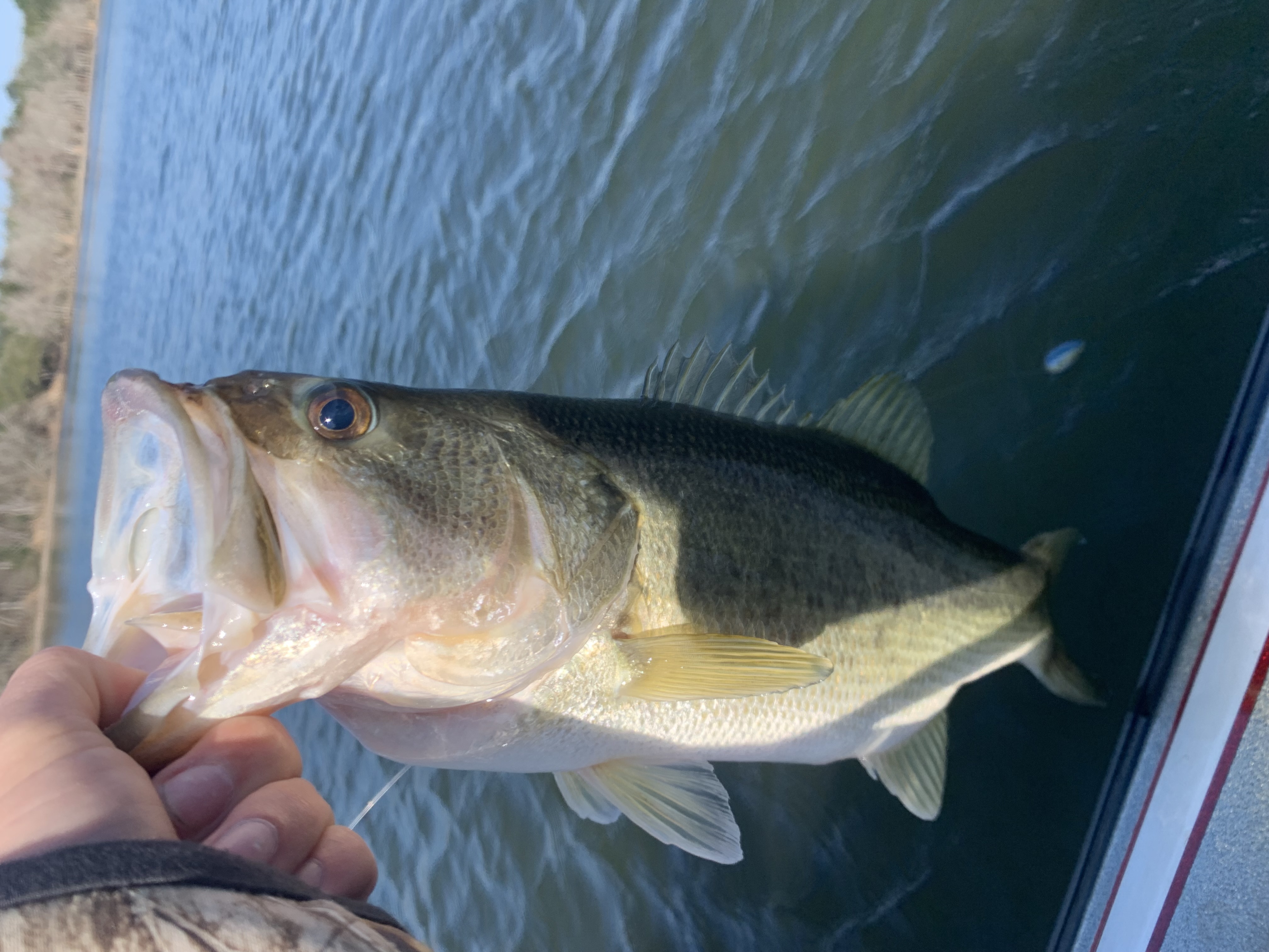 Lake Fayette Bass Fishing