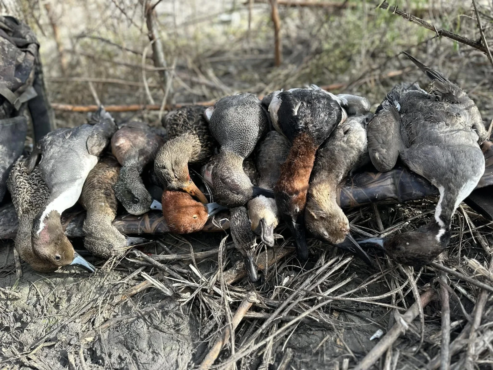 Matagorda Duck Hunting 