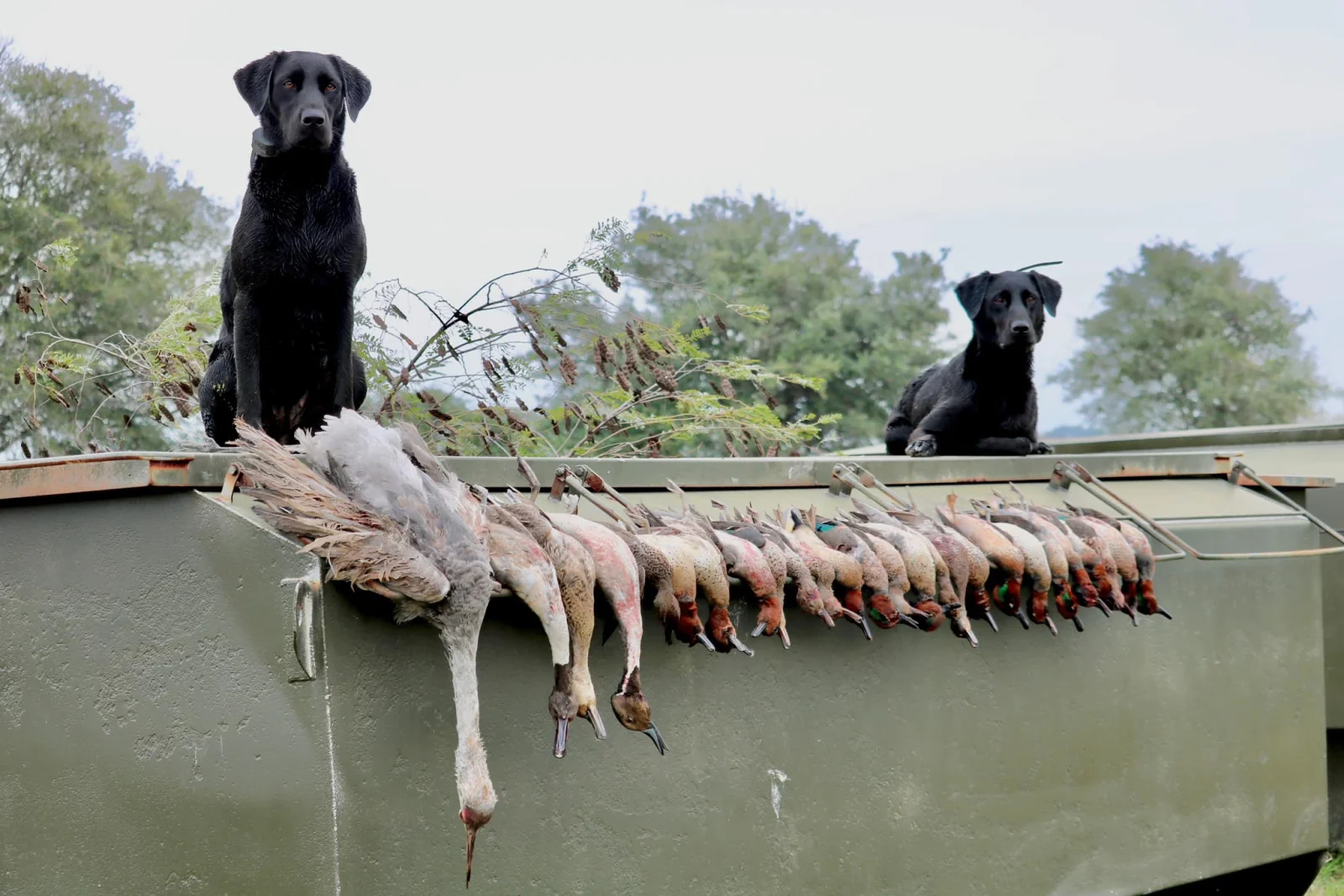 Matagorda Duck Hunting 