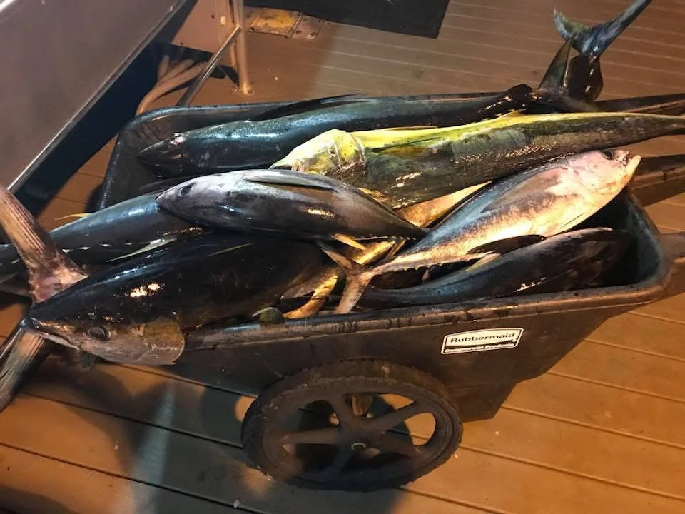 Full and half day offshore.