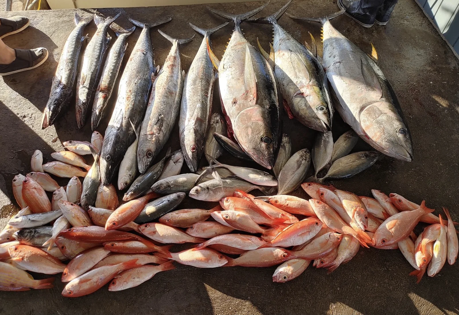 Fishing in Destin