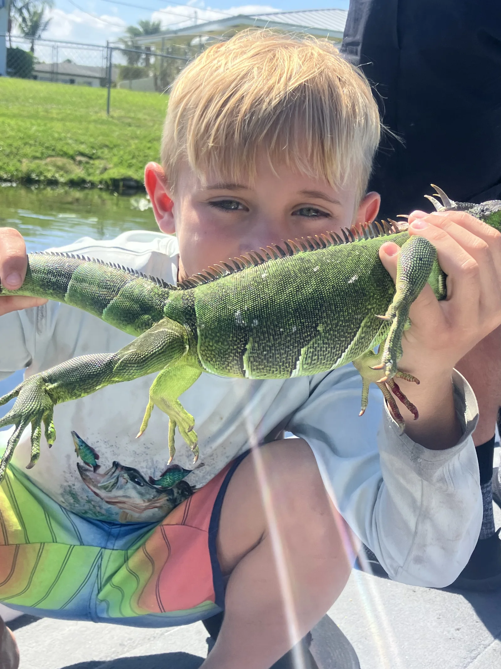 Urban Jungle Iguana 