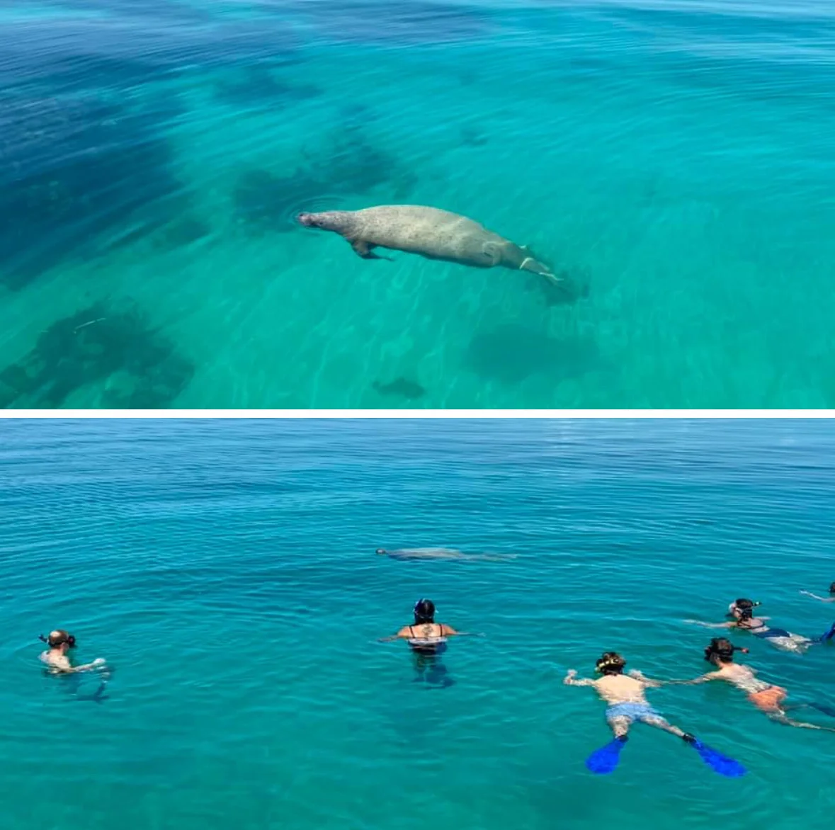 🐠 HOL CHAN + SPEARFISHING