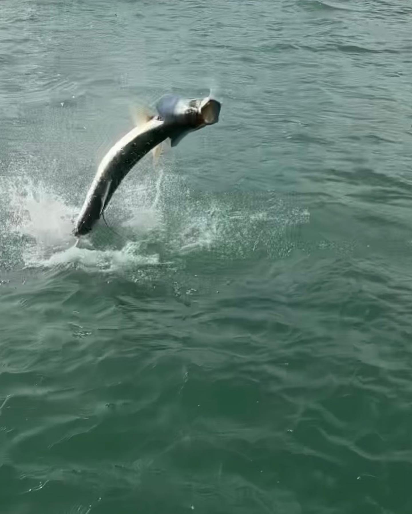 Miami Beach Tarpon Trip