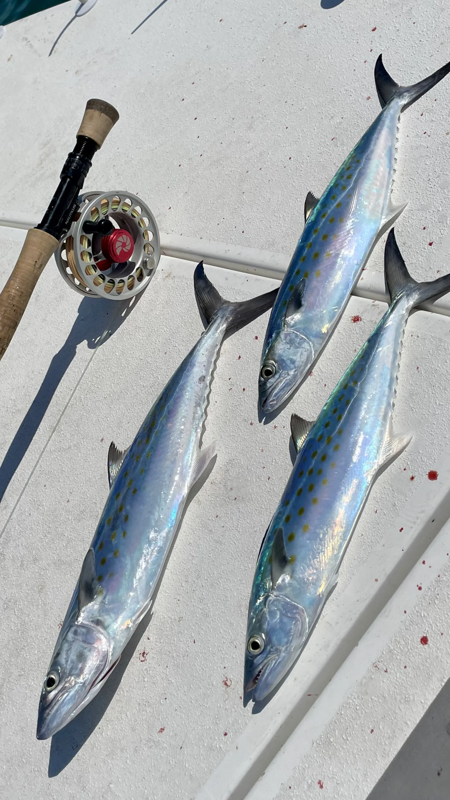 Bay Flats Session