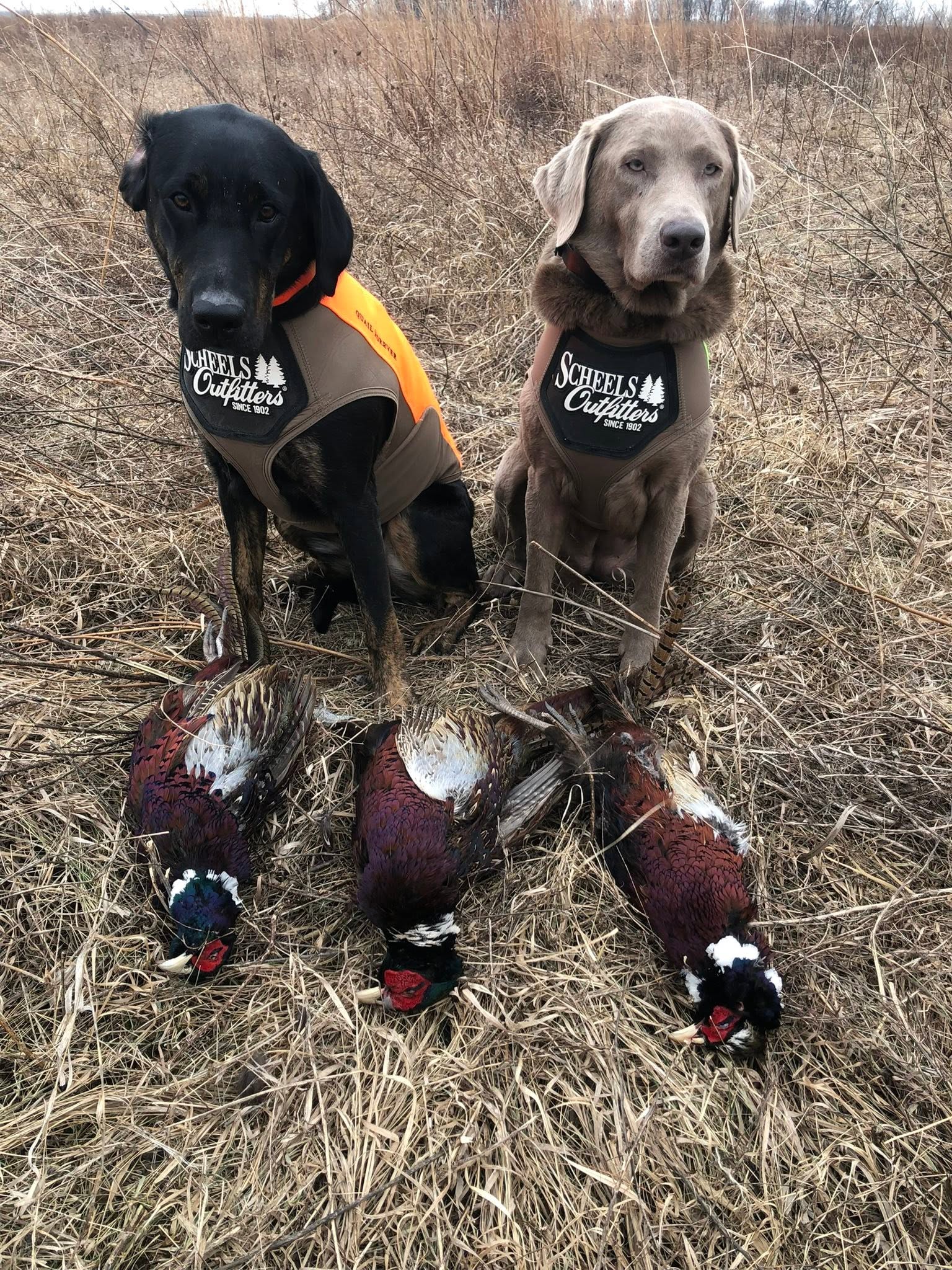 Self Guided Phesant Hunts