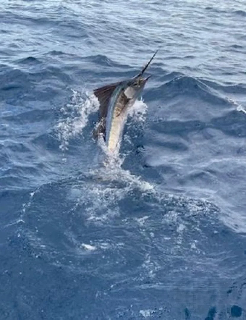 4-8 Hour Offshore Trip