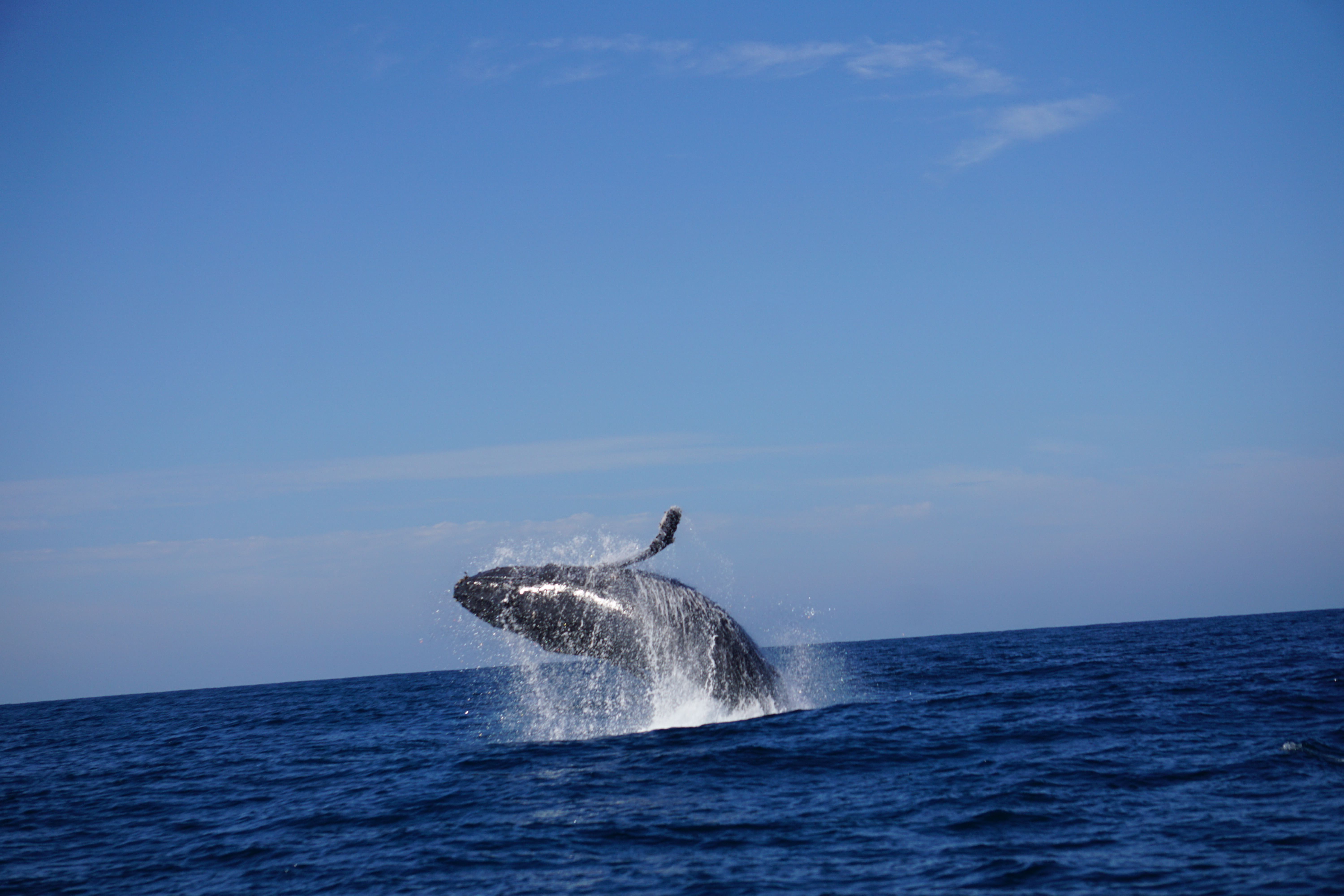 Humpback Whale