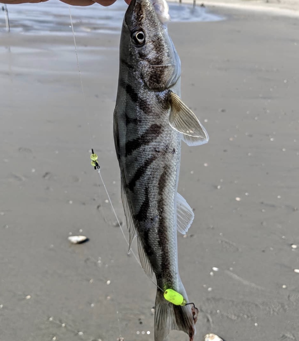 Whiting
