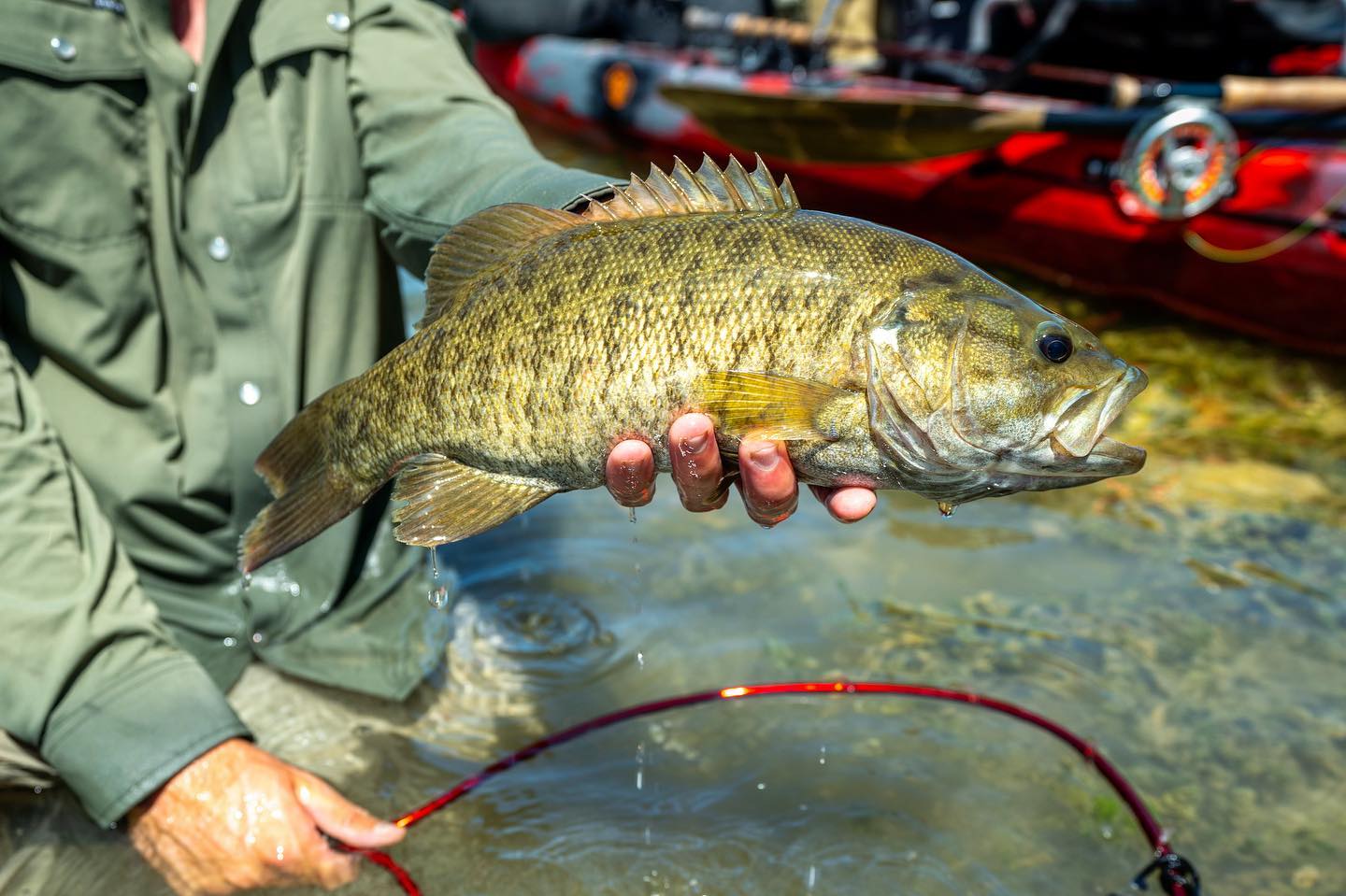 Smallmouth Bass