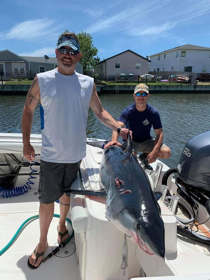 Blue Shark