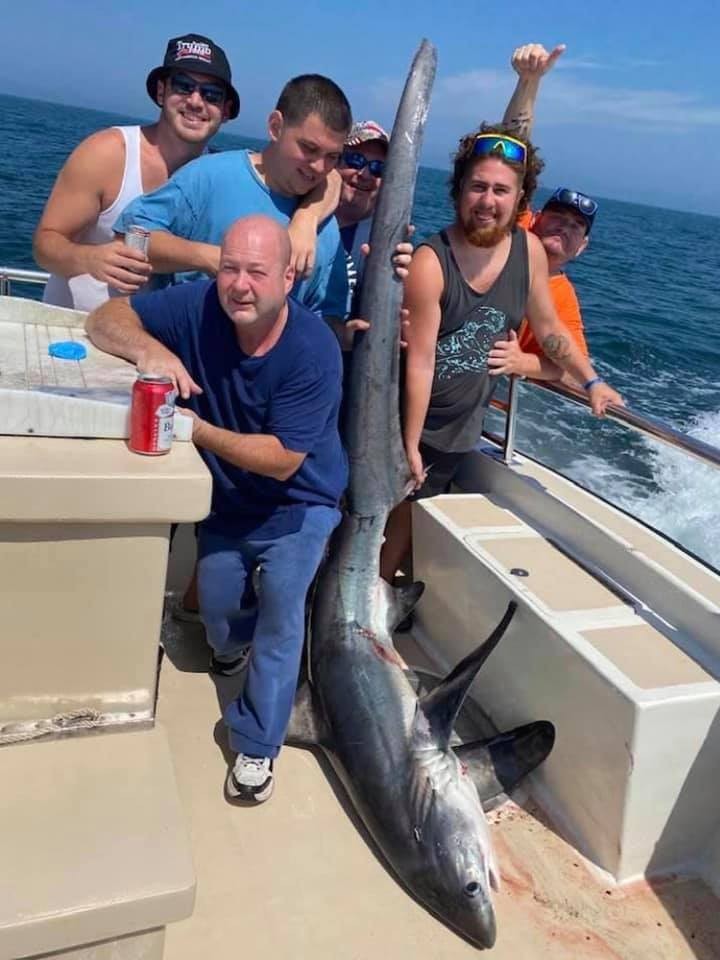 Thresher Shark