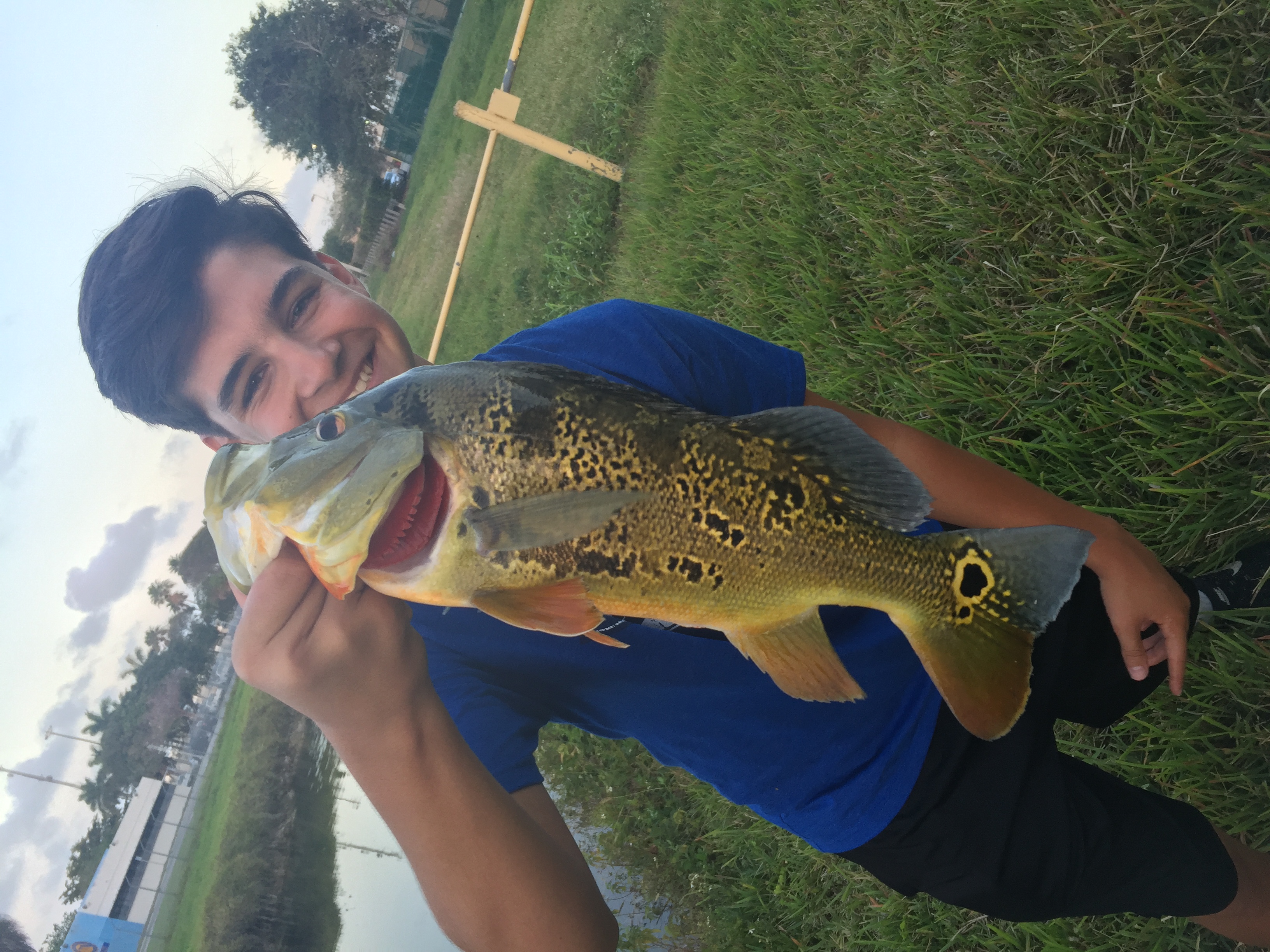 Peacock Bass Fishing in Kendall, Florida