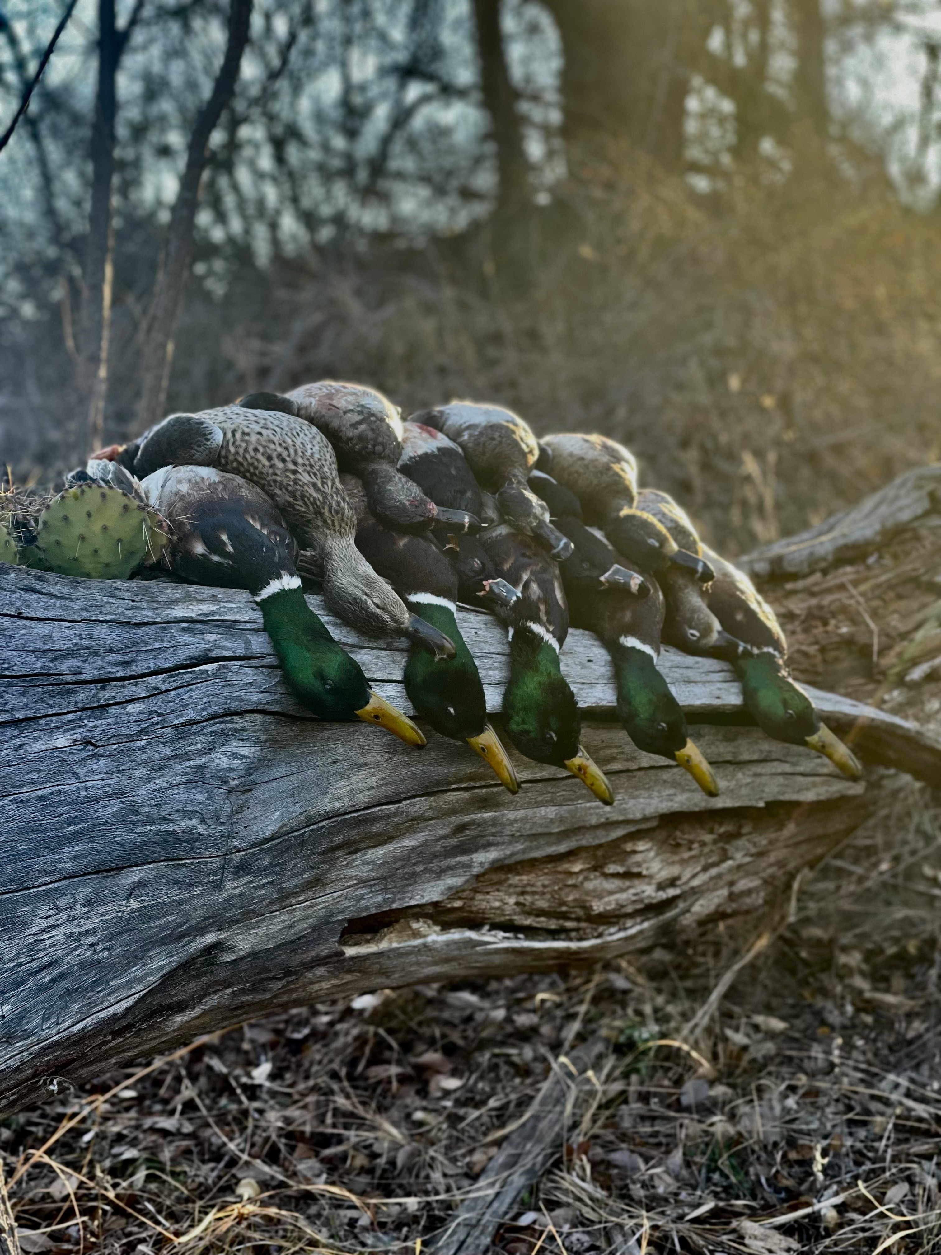 Hunting from a Blind