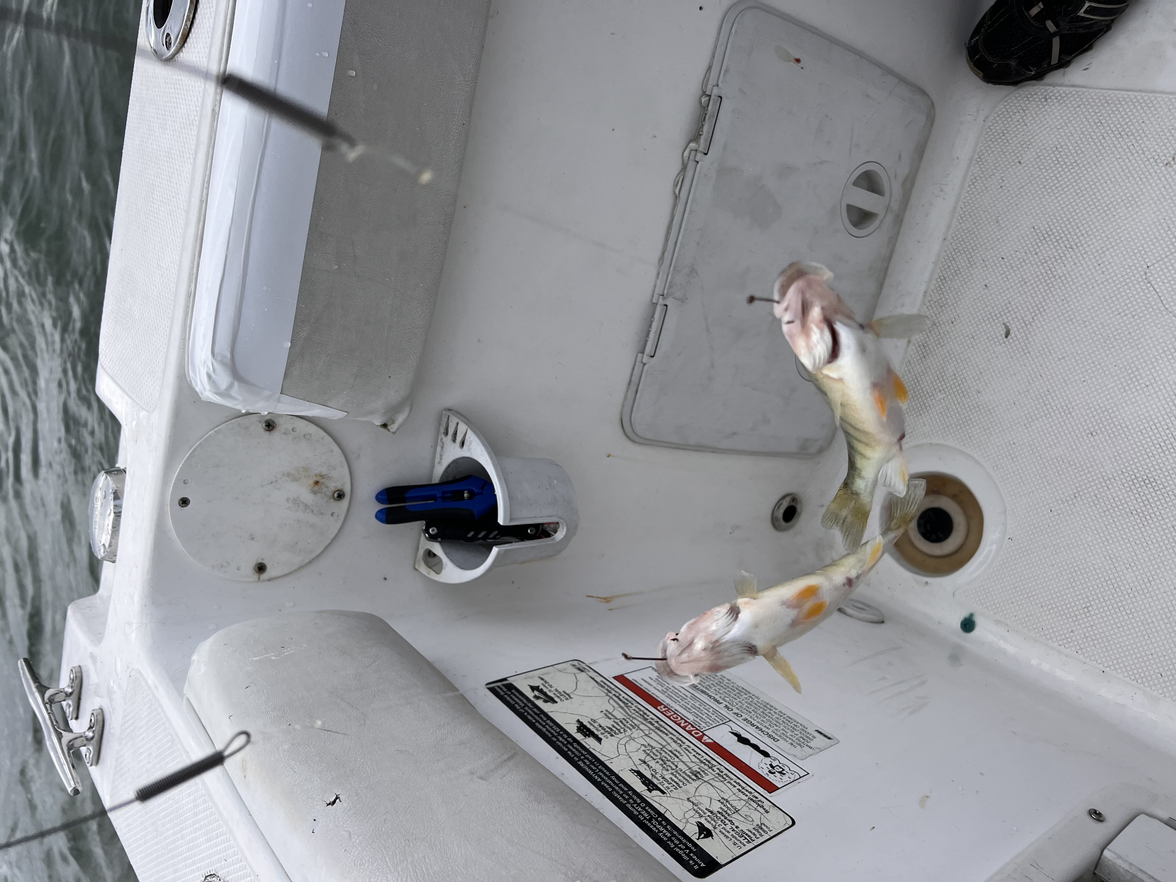 Afternoon trip walleye or perch