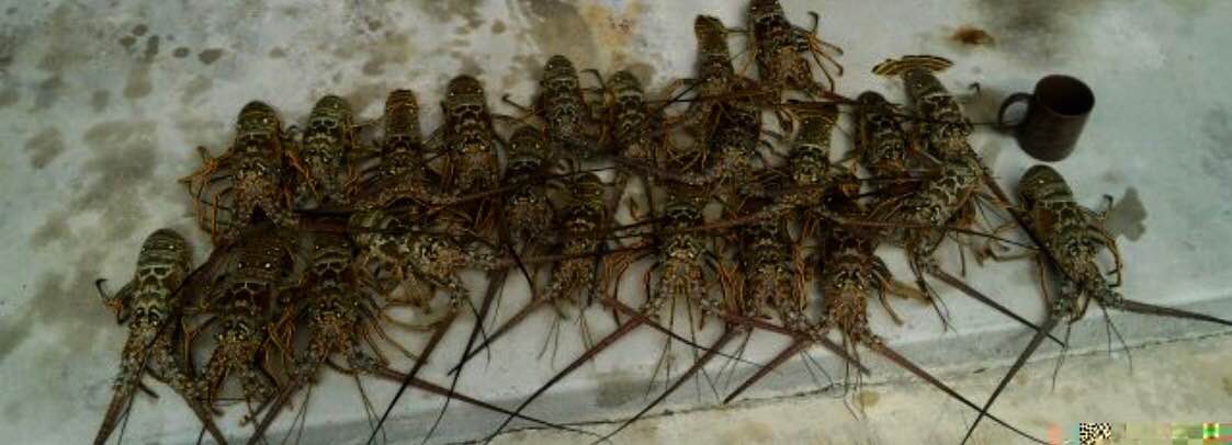 Night Time Lobster Bully Netting