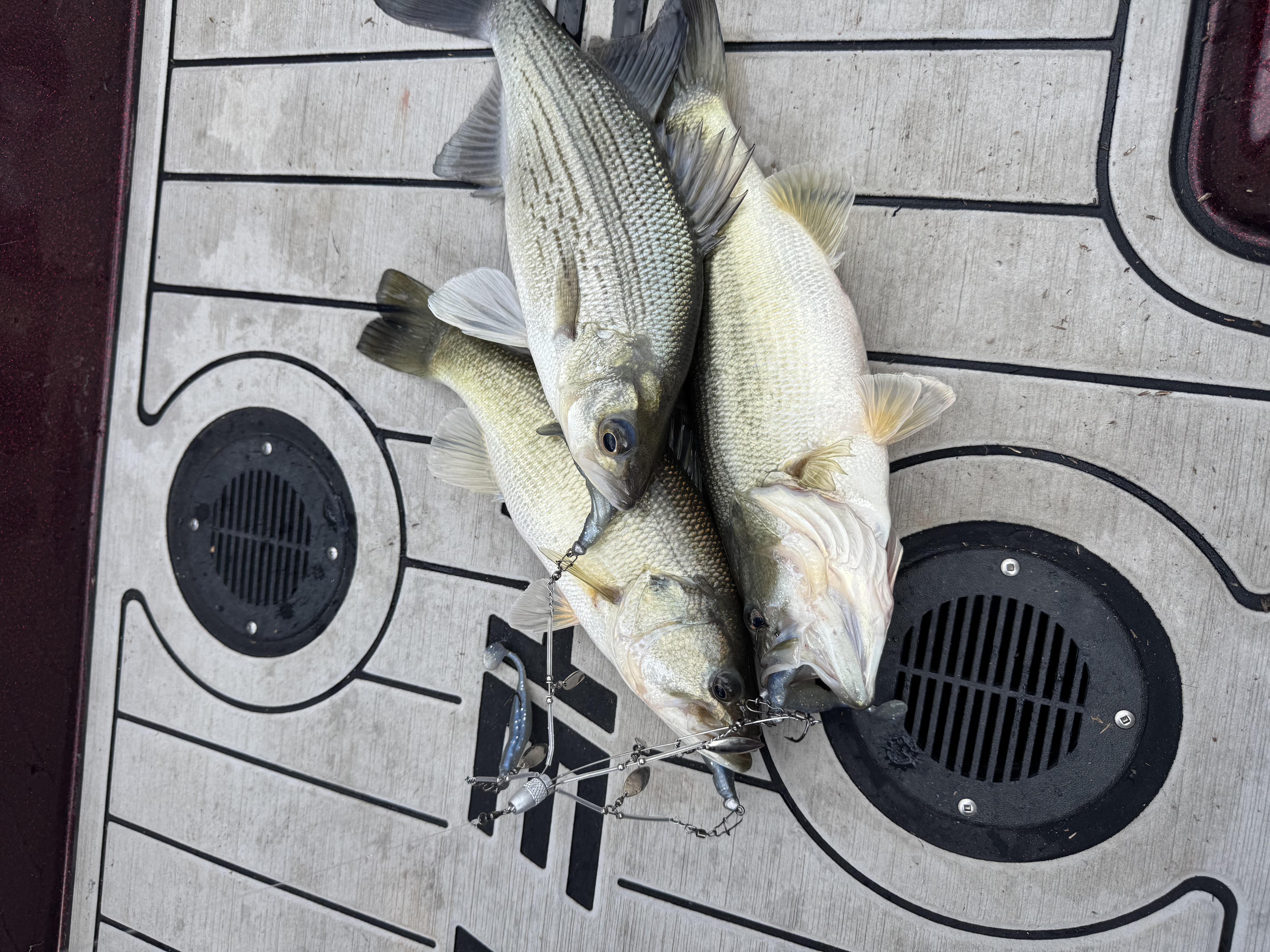 Full Day Bass Fishing